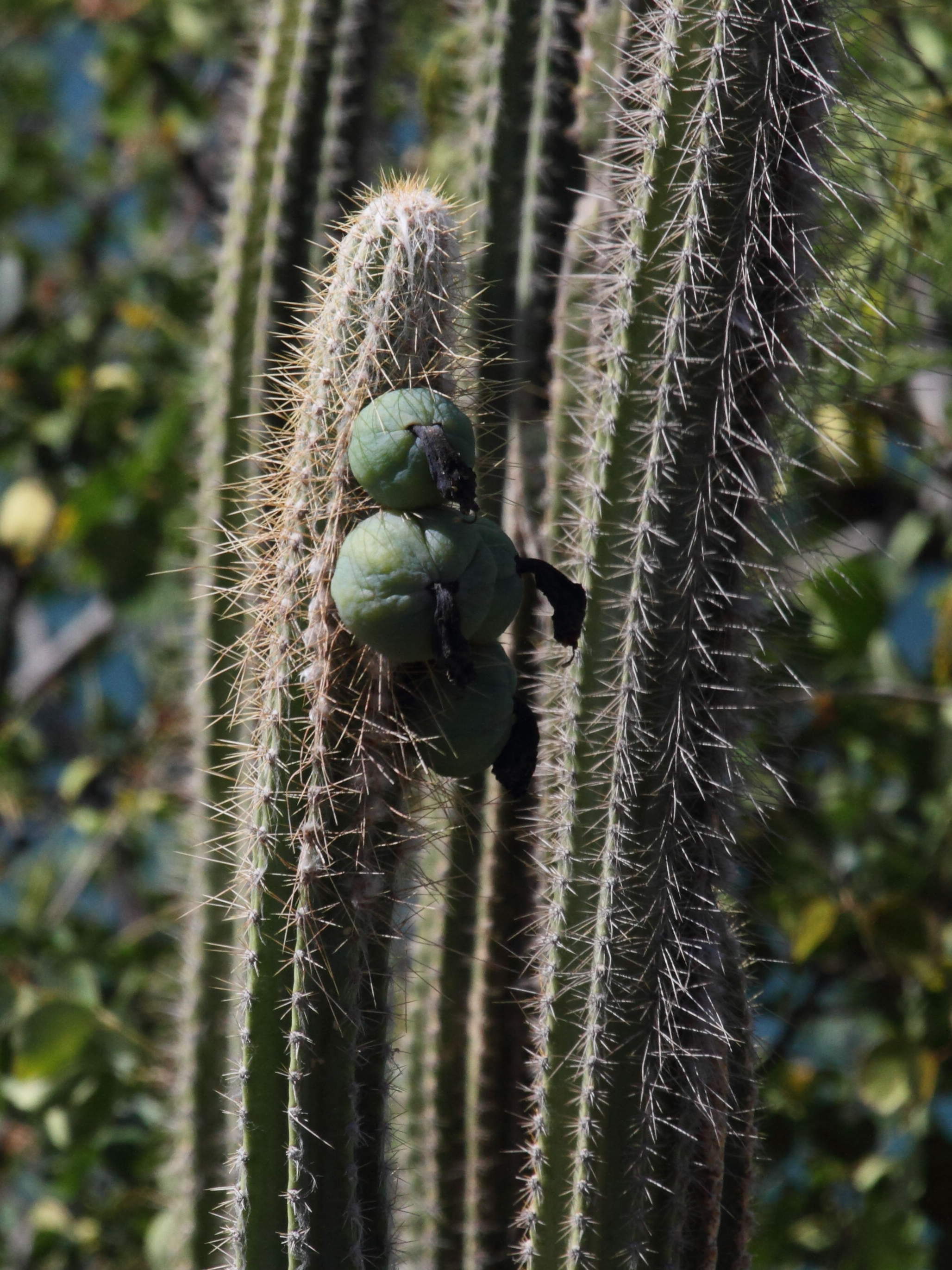 pilosocereus_royeni5bbd