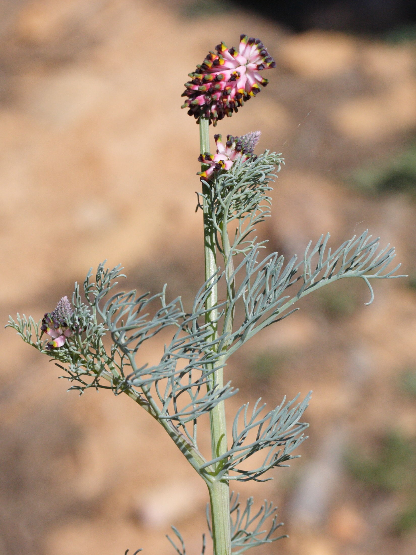 Platycapnos_spicata ssp. spicata