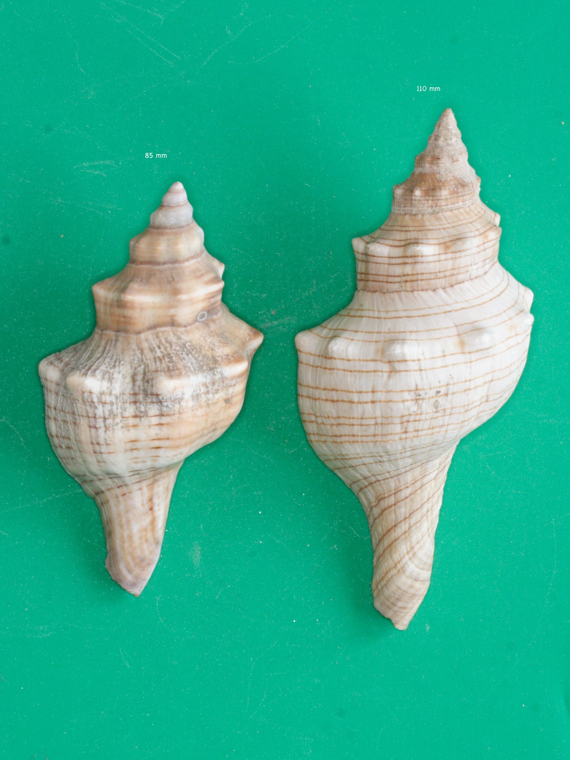 pleuroploca_trapezium1md