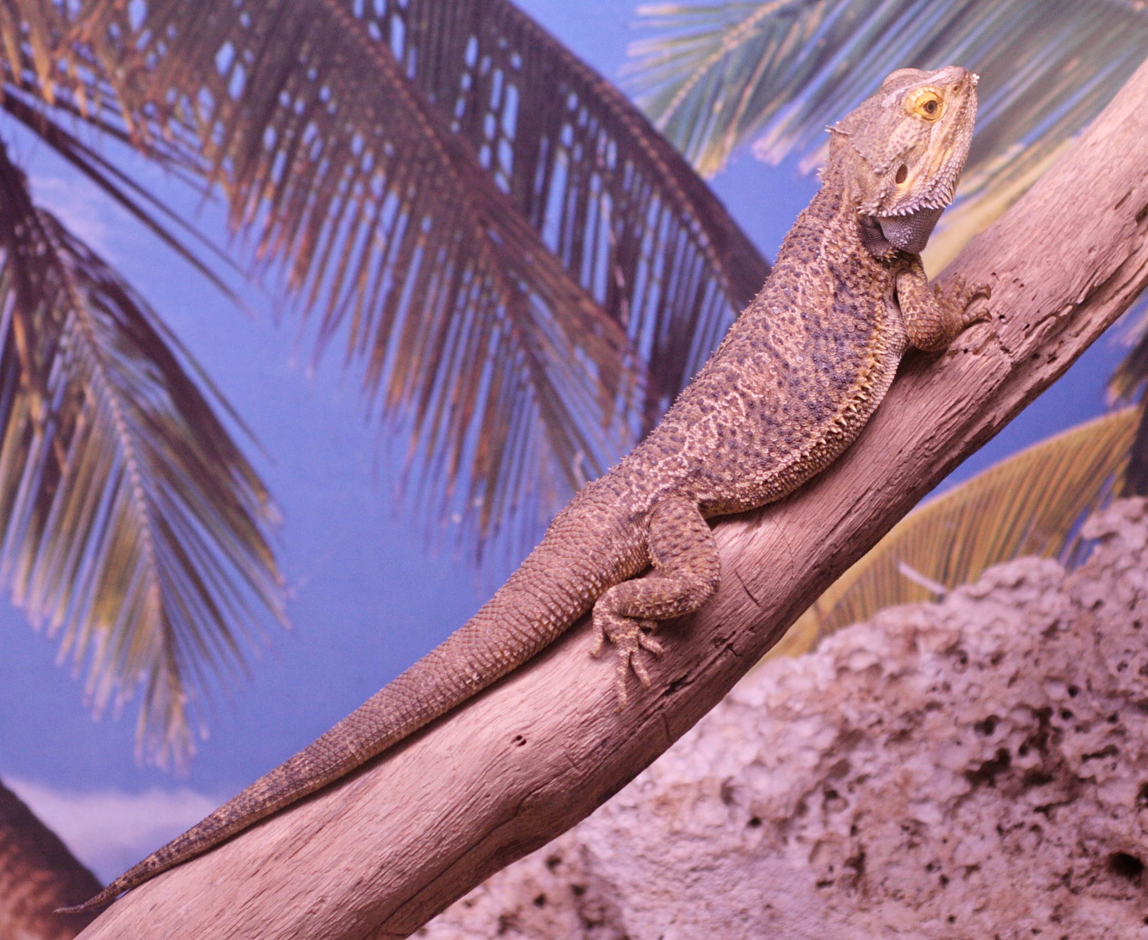 pogona_vitticeps4md