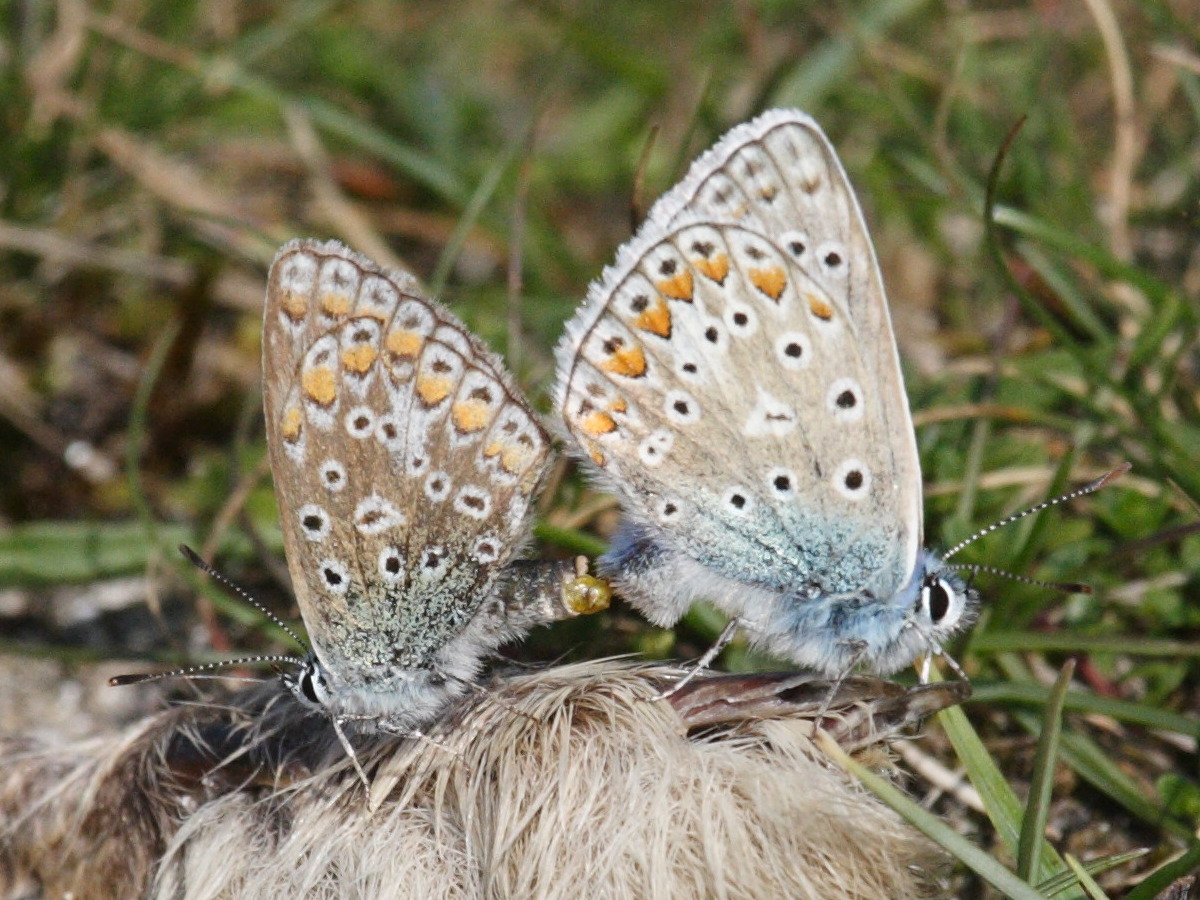 polyommatus_icarus4bd
