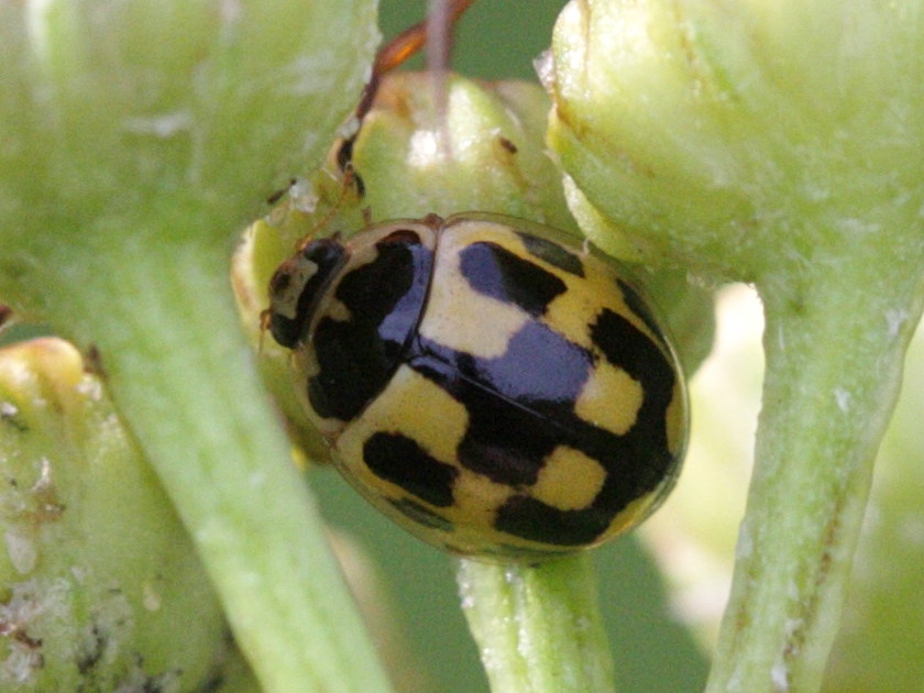 Afficher le média propylea_quatuordecimpunctata5bd propylea_quatuordecimpunctata5bd