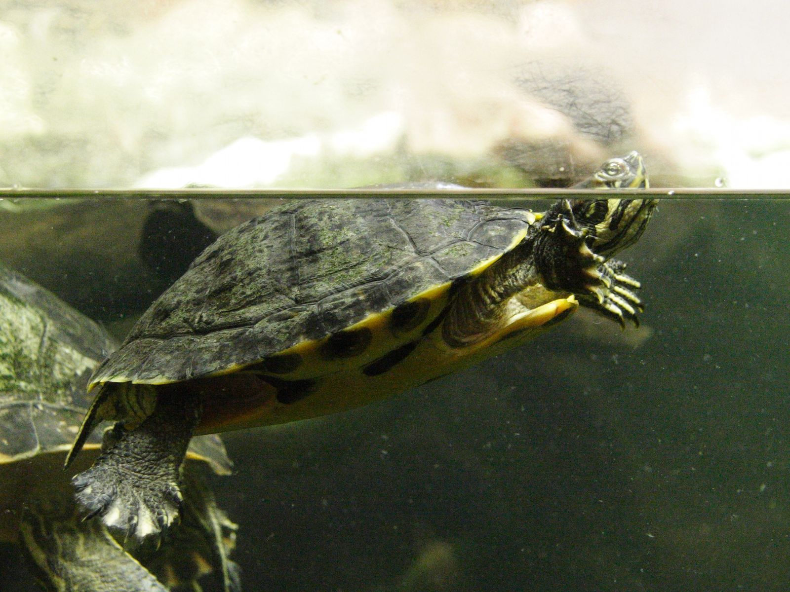 pseudemys_concinna3md