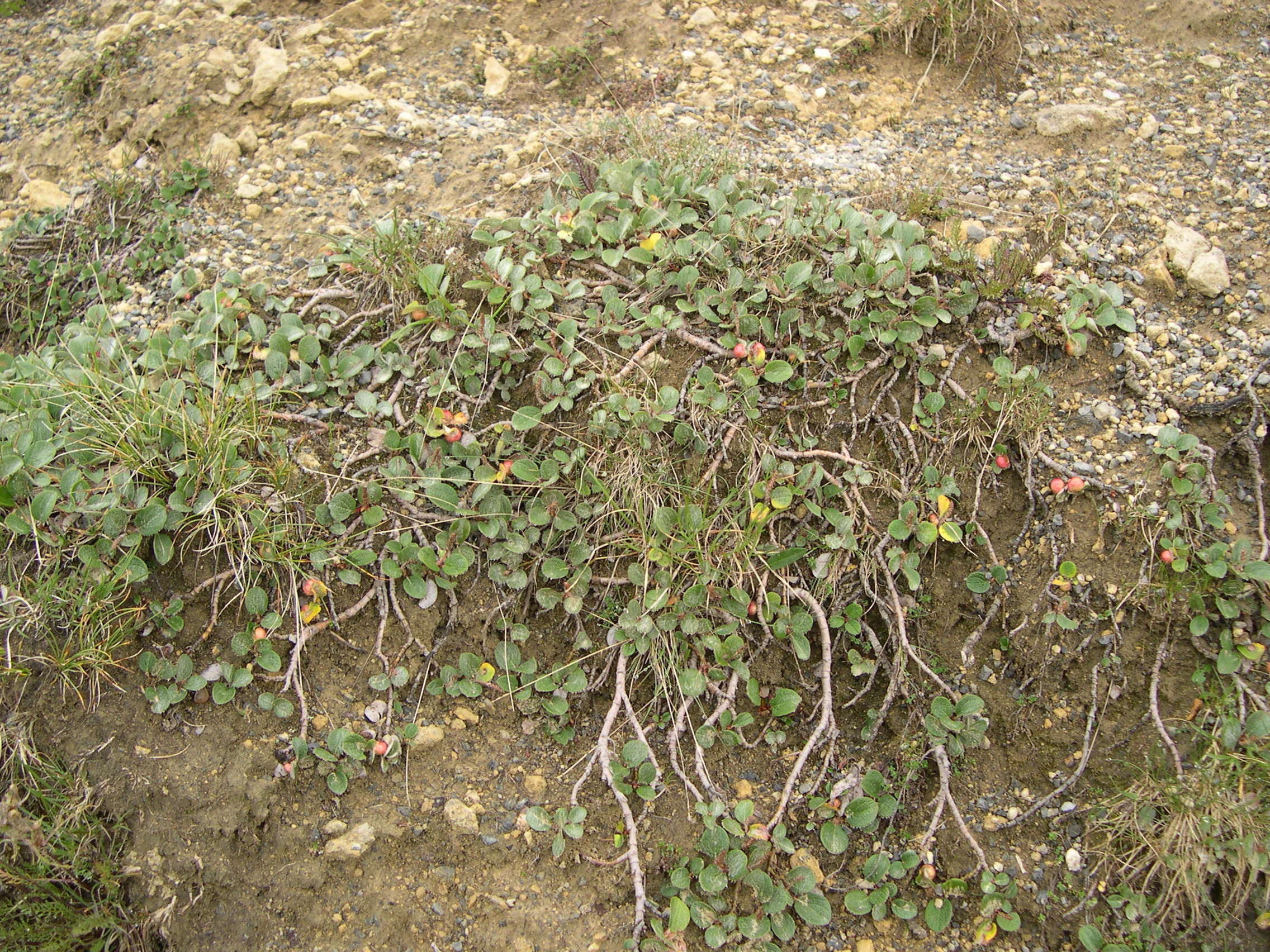 Afficher le média salix_reticulata1md salix_reticulata1md