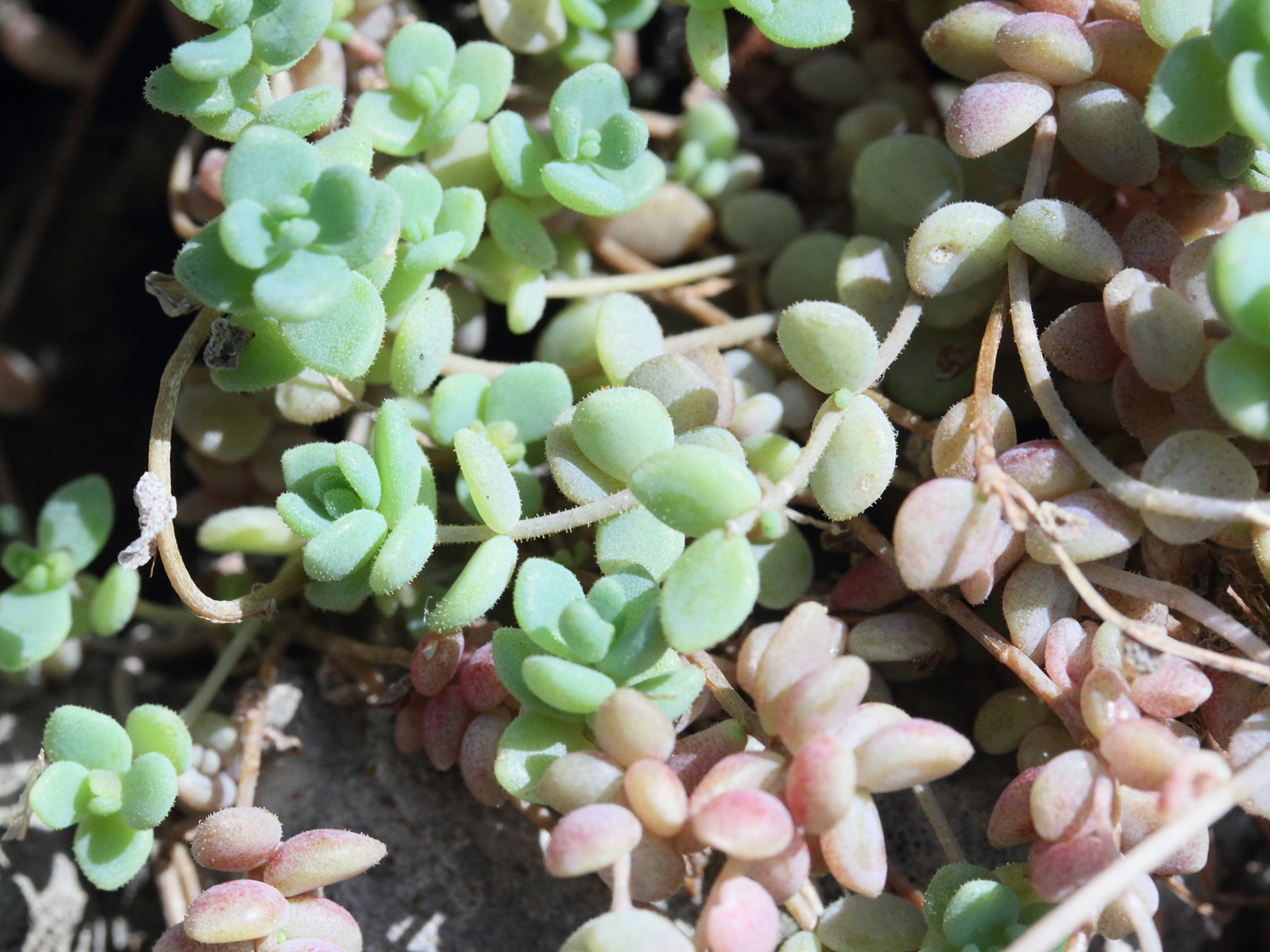 sedum_dasyphyllum1md