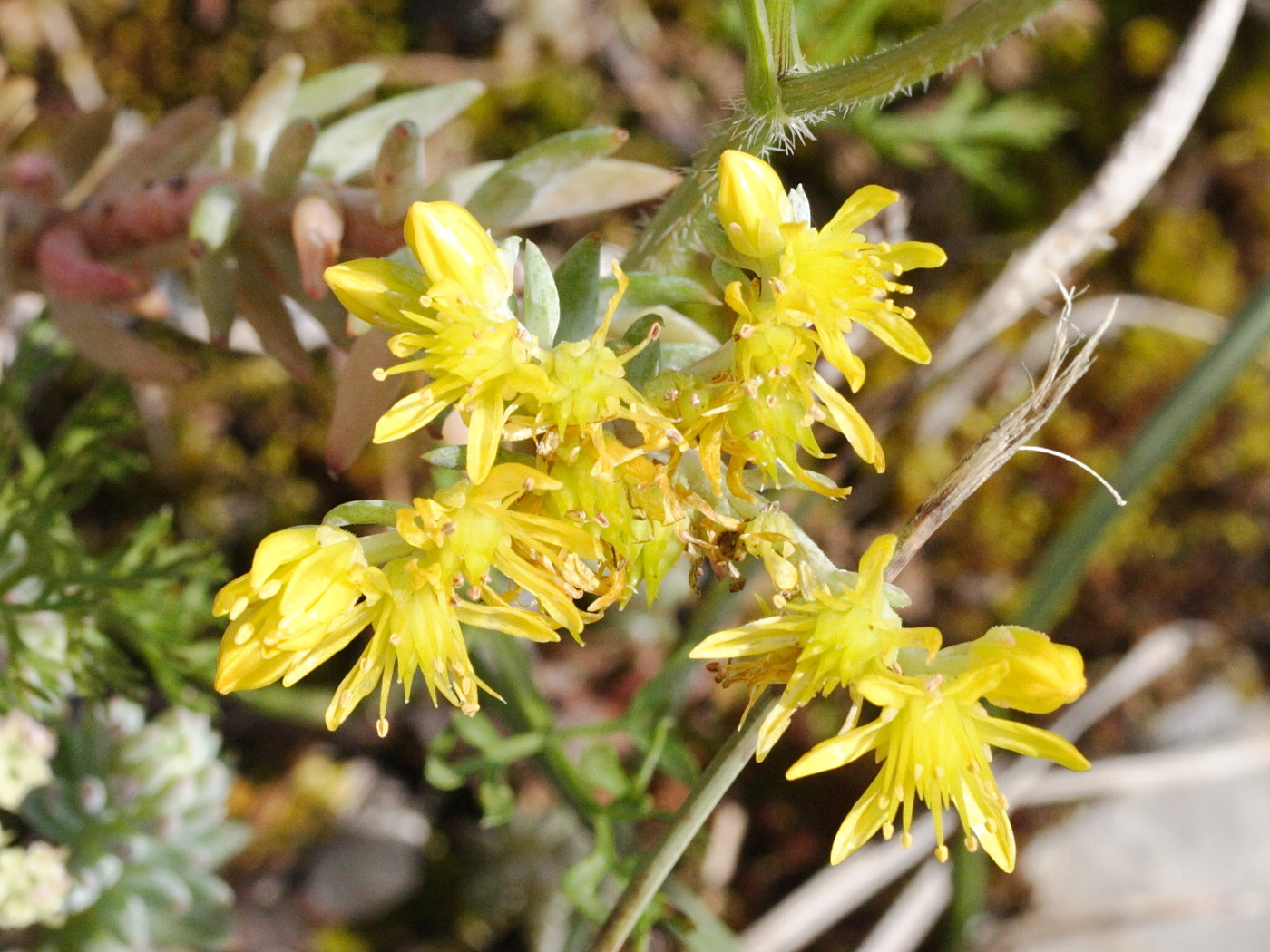 Sedum_ochroleucum