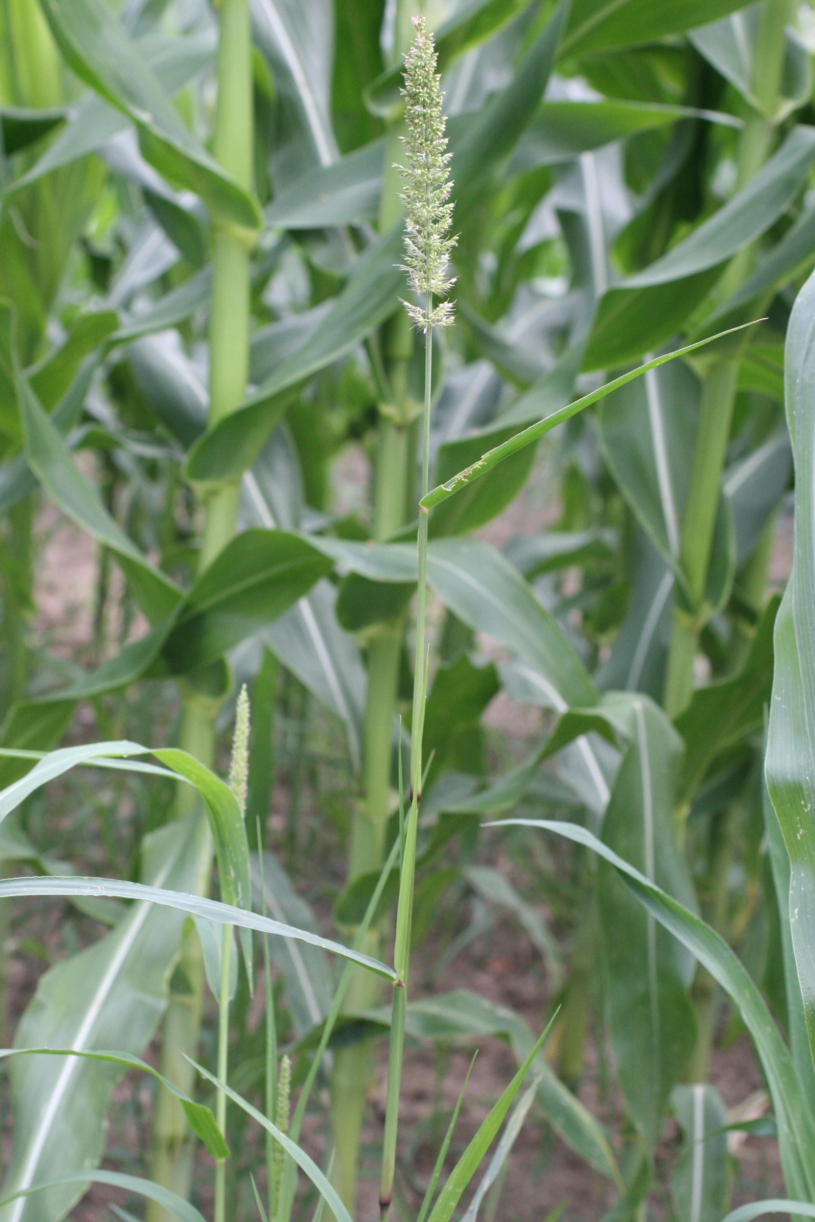 setaria_verticillata1md