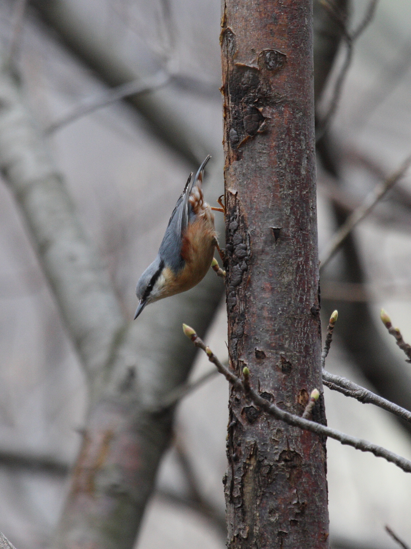 sittelle_torchepot_-_sitta_europaea5bd