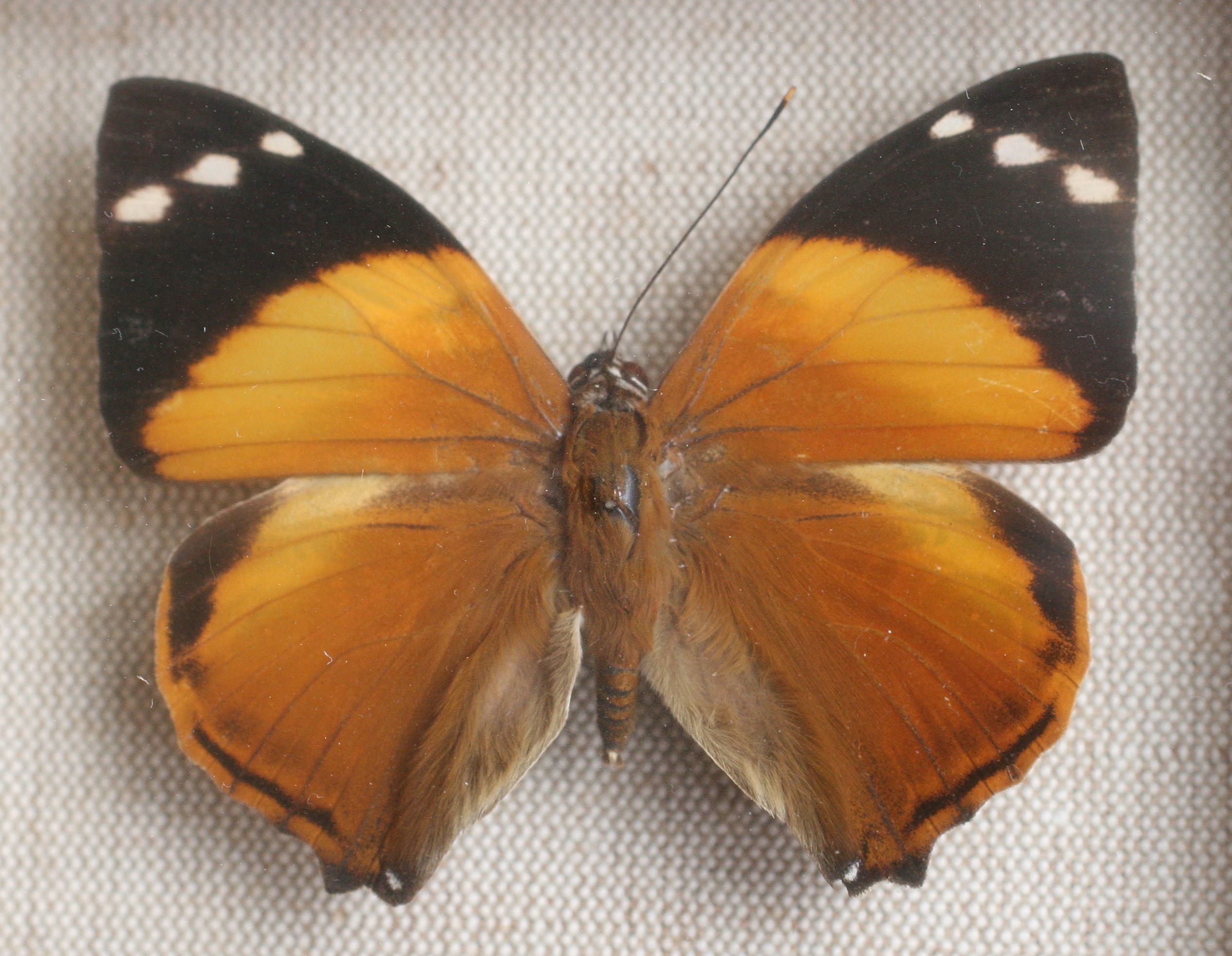 smyrna_blomfildia1md