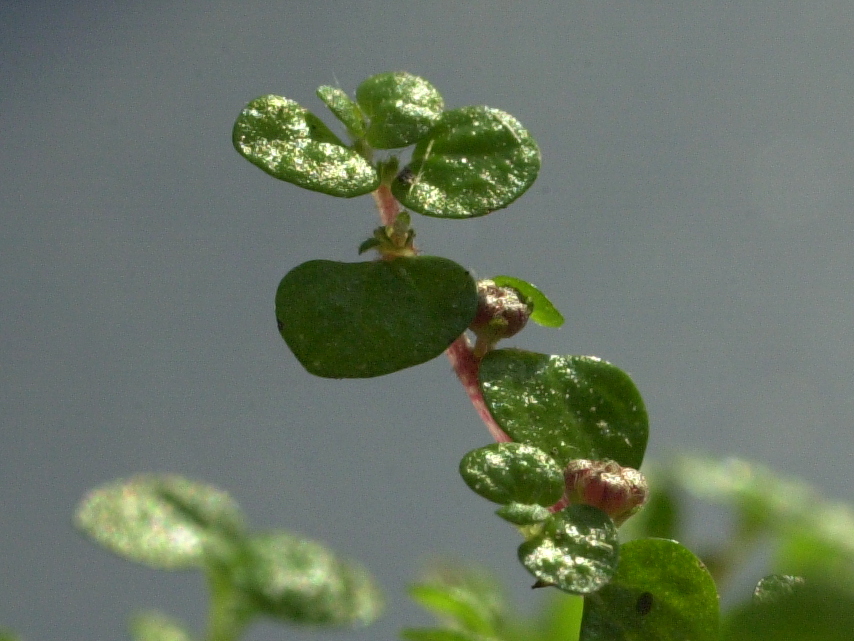 soleirolia_soleirolii3md