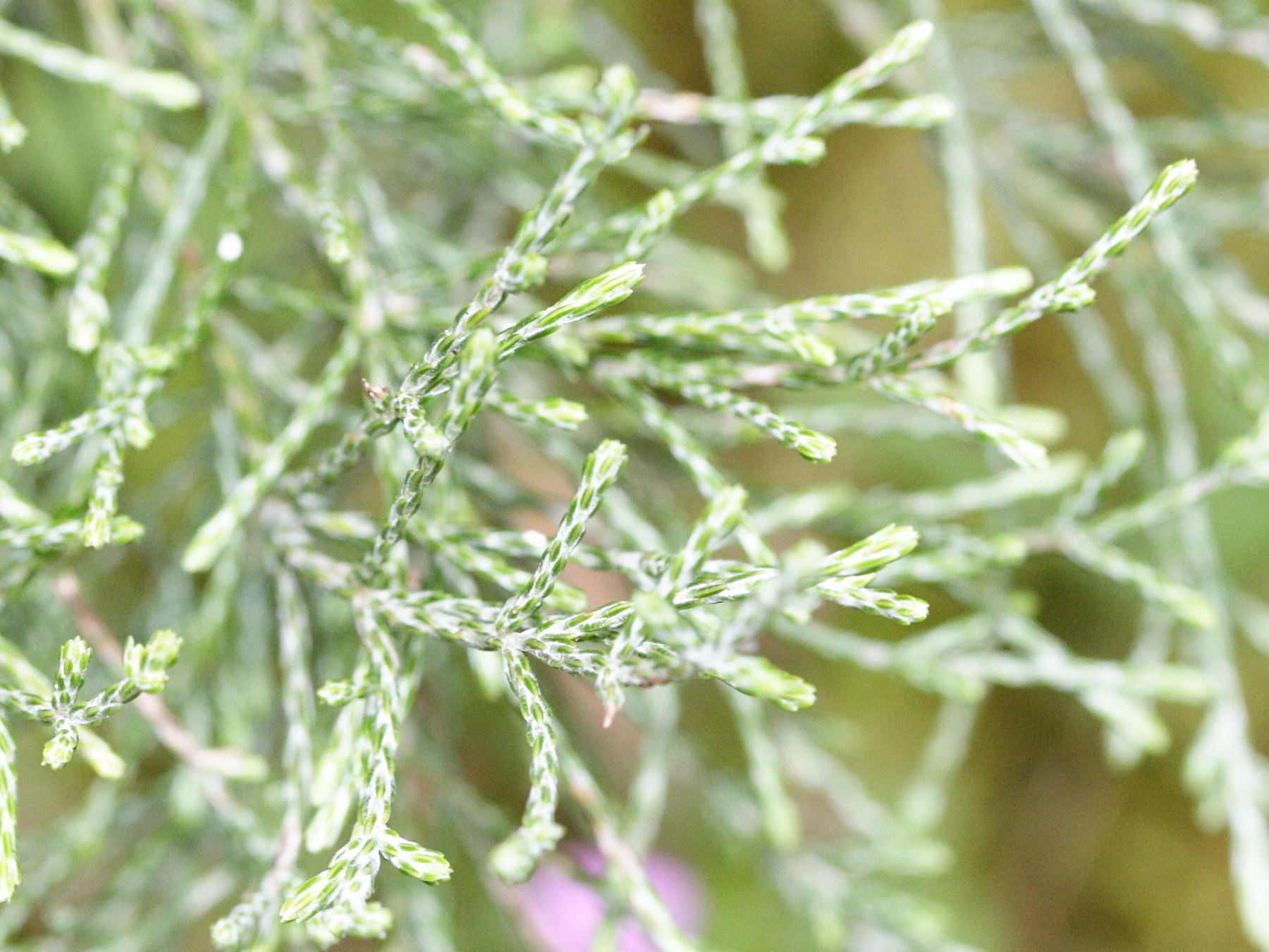 stoebe_passerinoides5md