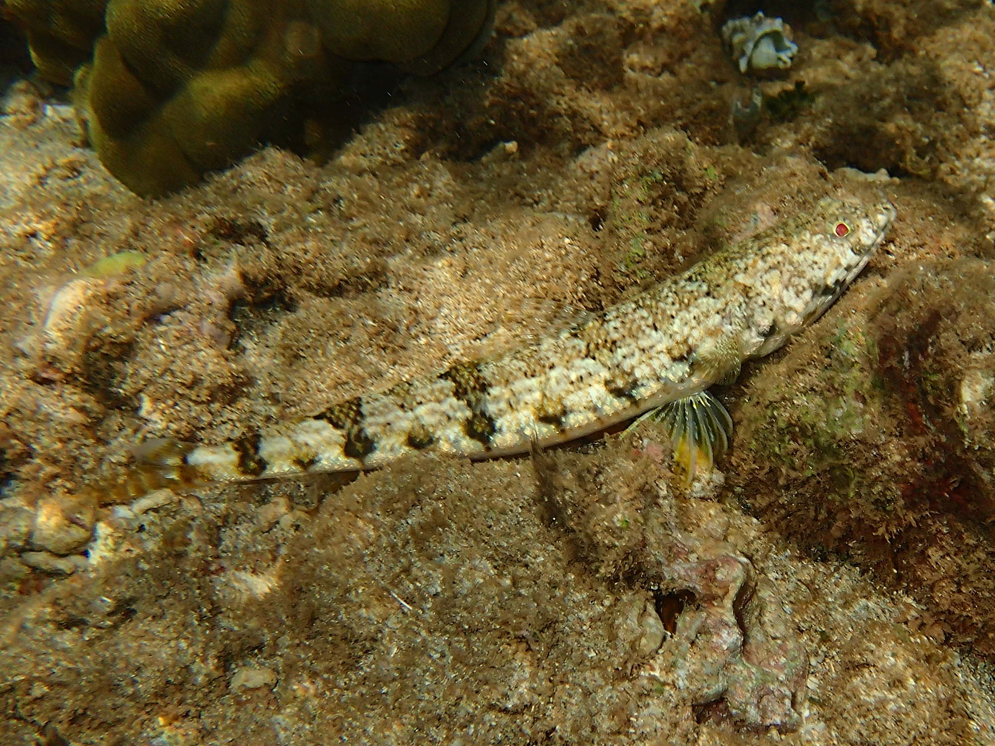 synodus_dermatogenys2bd