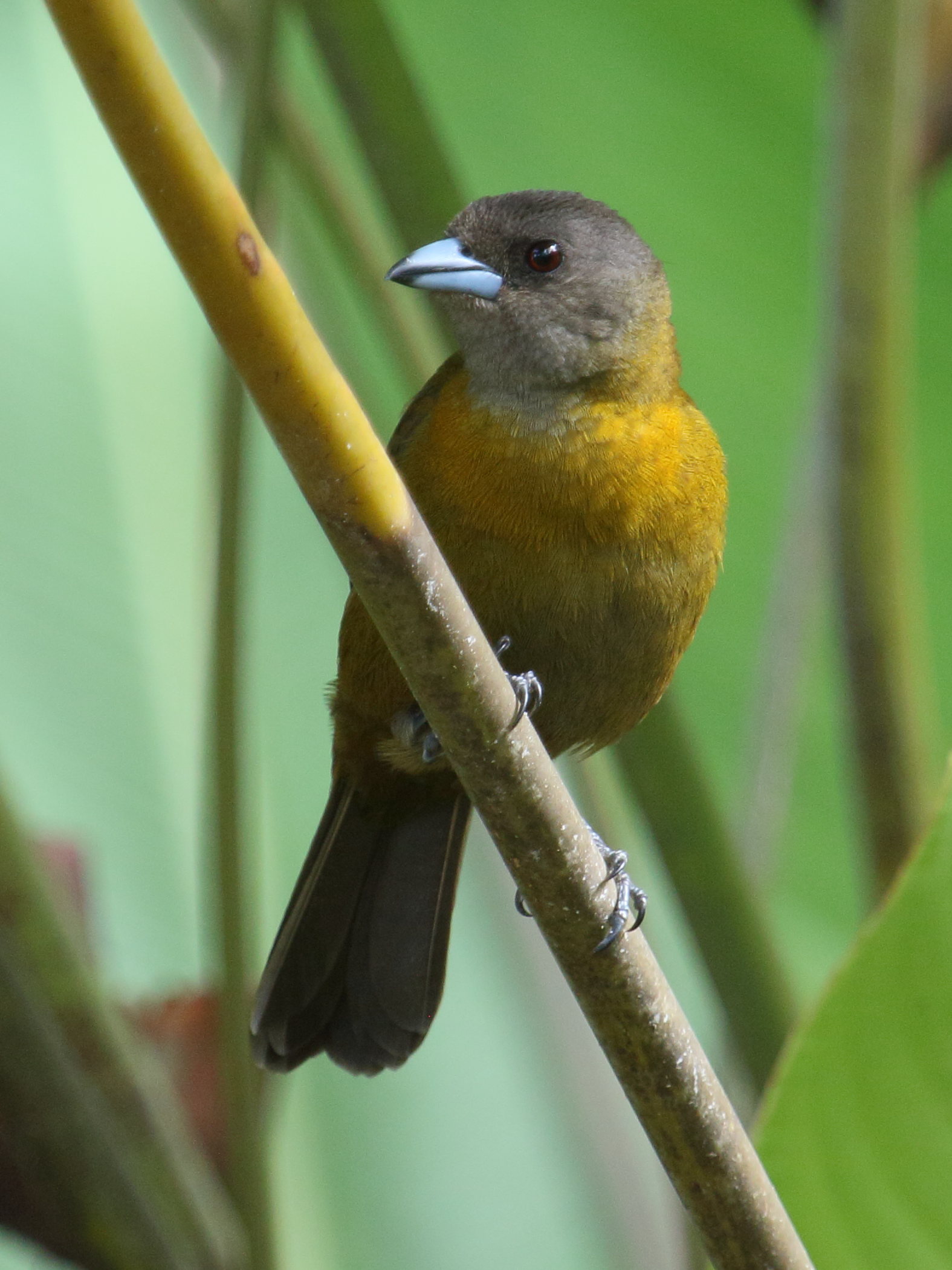 Afficher le média tangara_a_croupion_rouge_-_ramphocelus_passerinii3bd tangara_a_croupion_rouge_-_ramphocelus_passerinii3bd