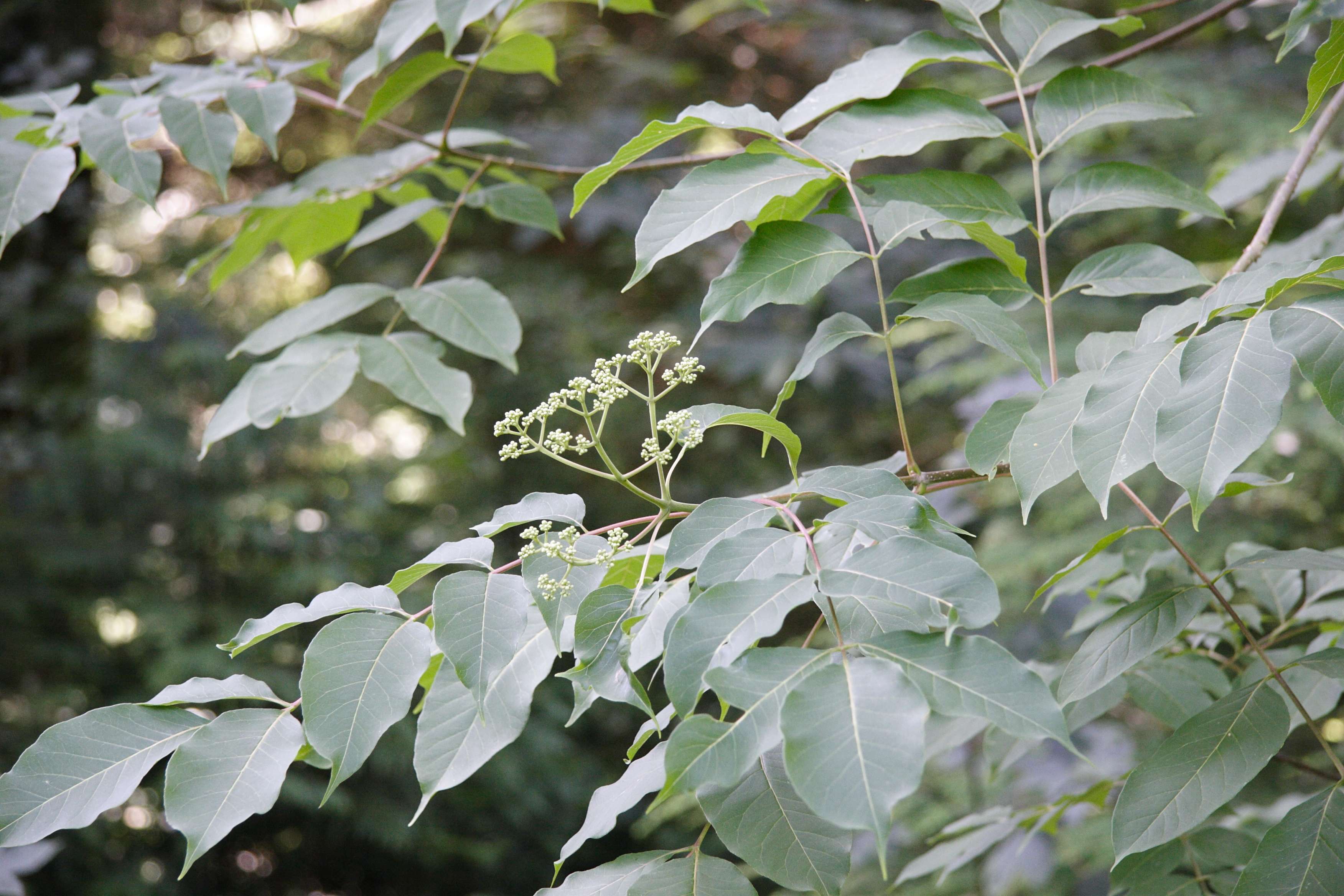 Afficher le média tetradium_daniellii2md tetradium_daniellii2md