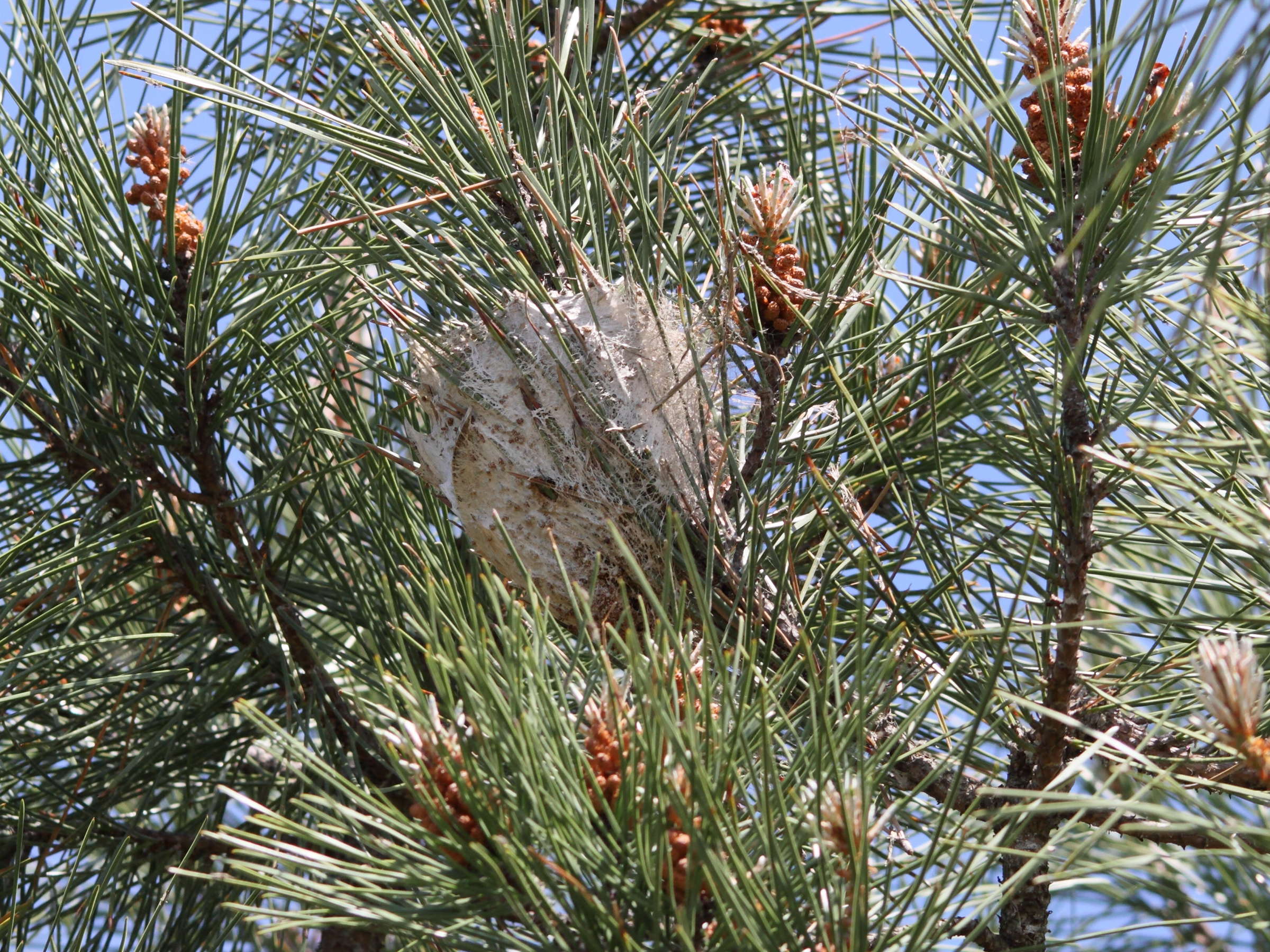 thaumetopoea_pityocampa_ch2bd