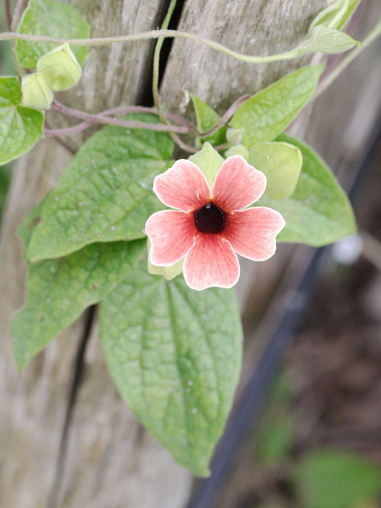 thunbergia_alata_aurantiaca2md