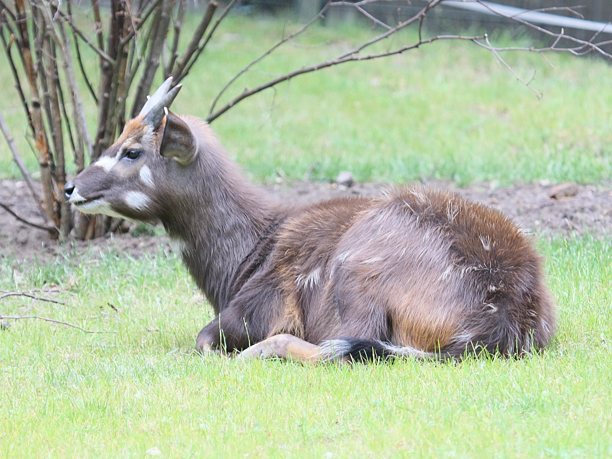 tragelaphus_spekii_gratus4bd