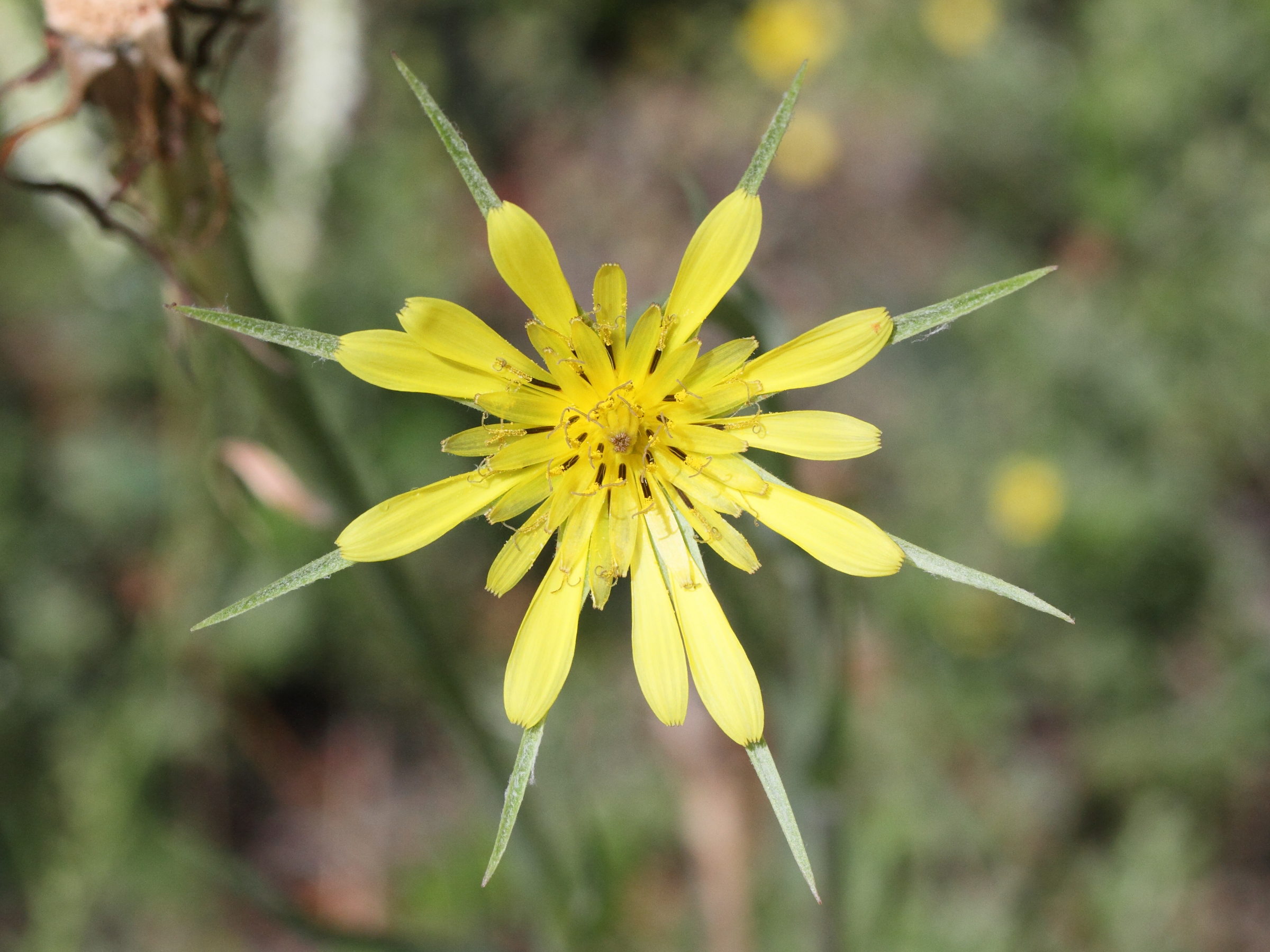 Afficher le média tragopogon_dubius5md tragopogon_dubius5md