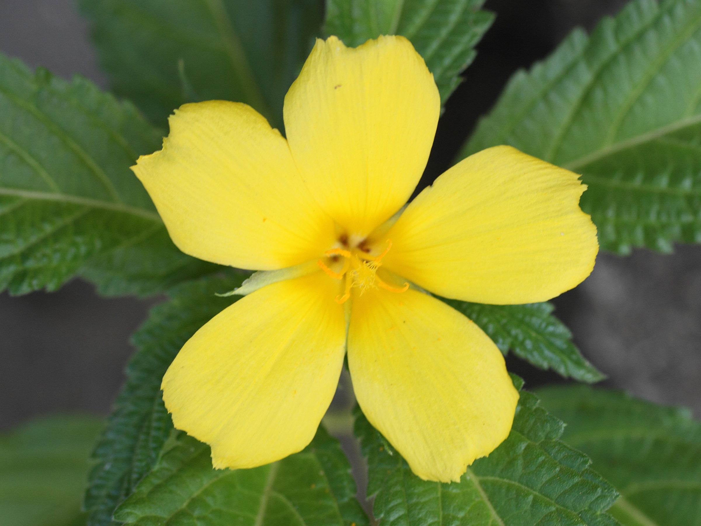 turnera_ulmifolia4md