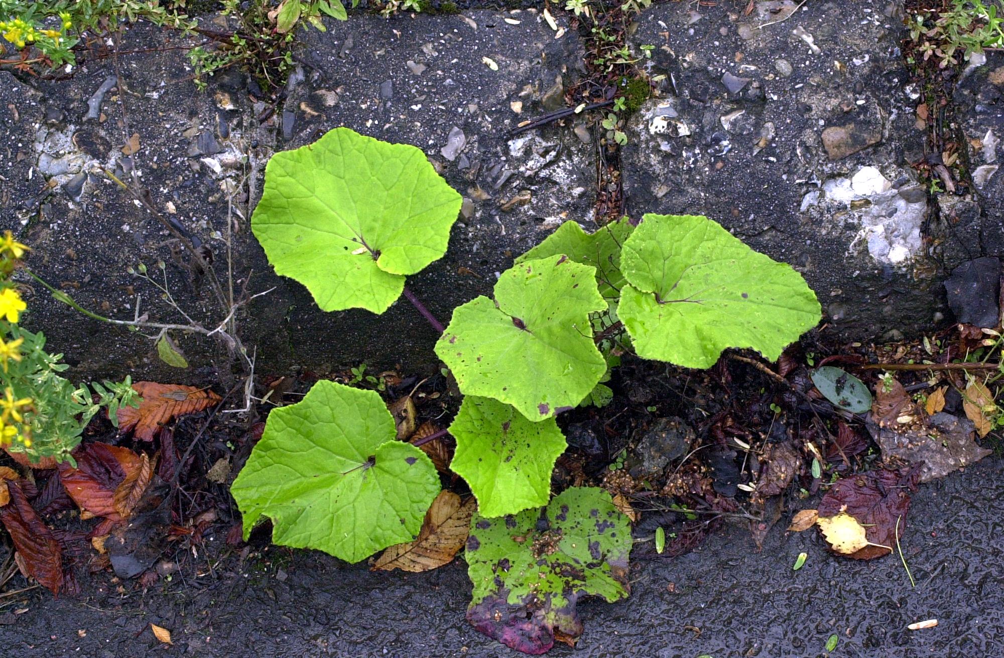 tussilago_farfara4md