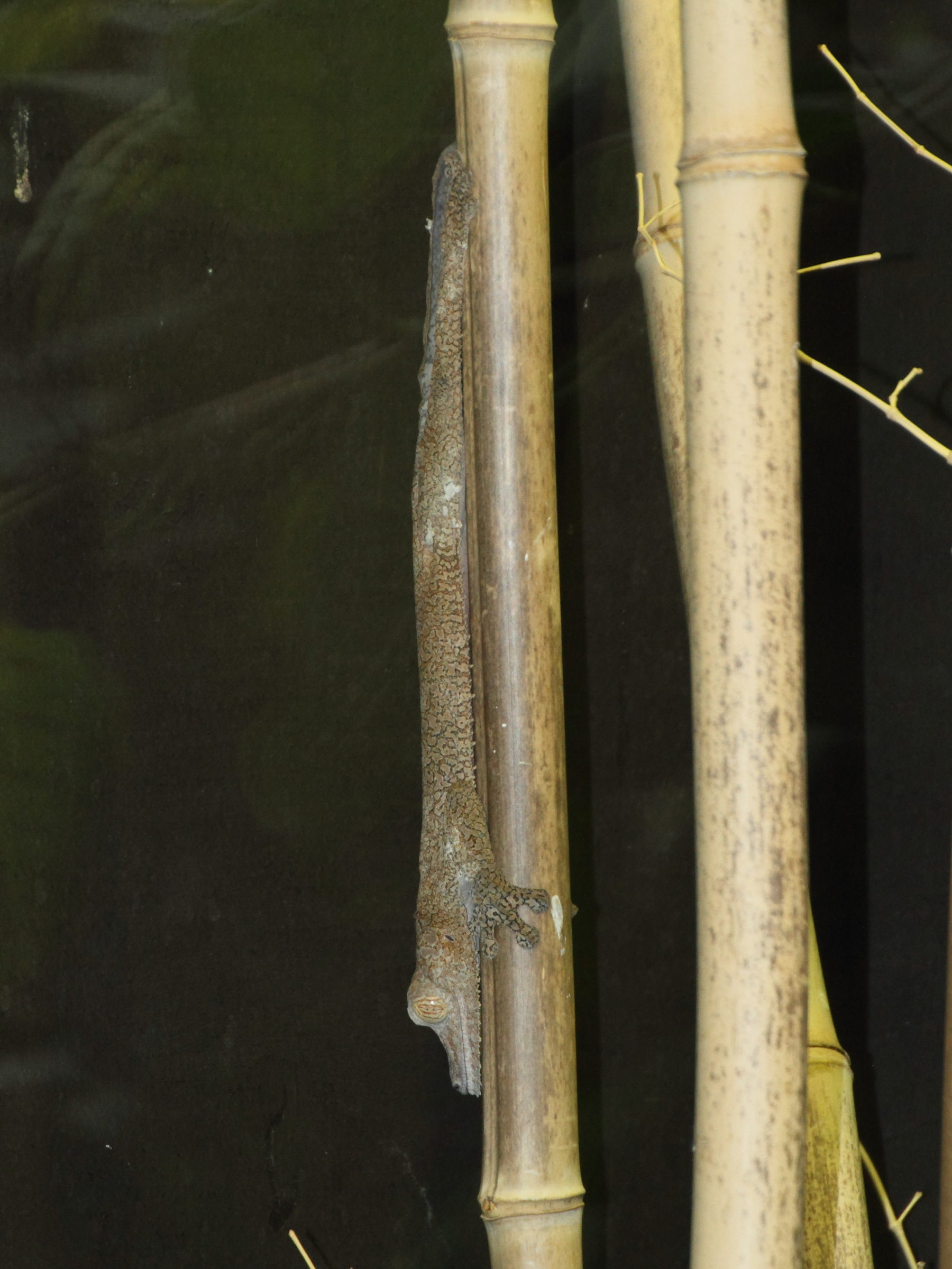 uroplatus_fimbriatus1md