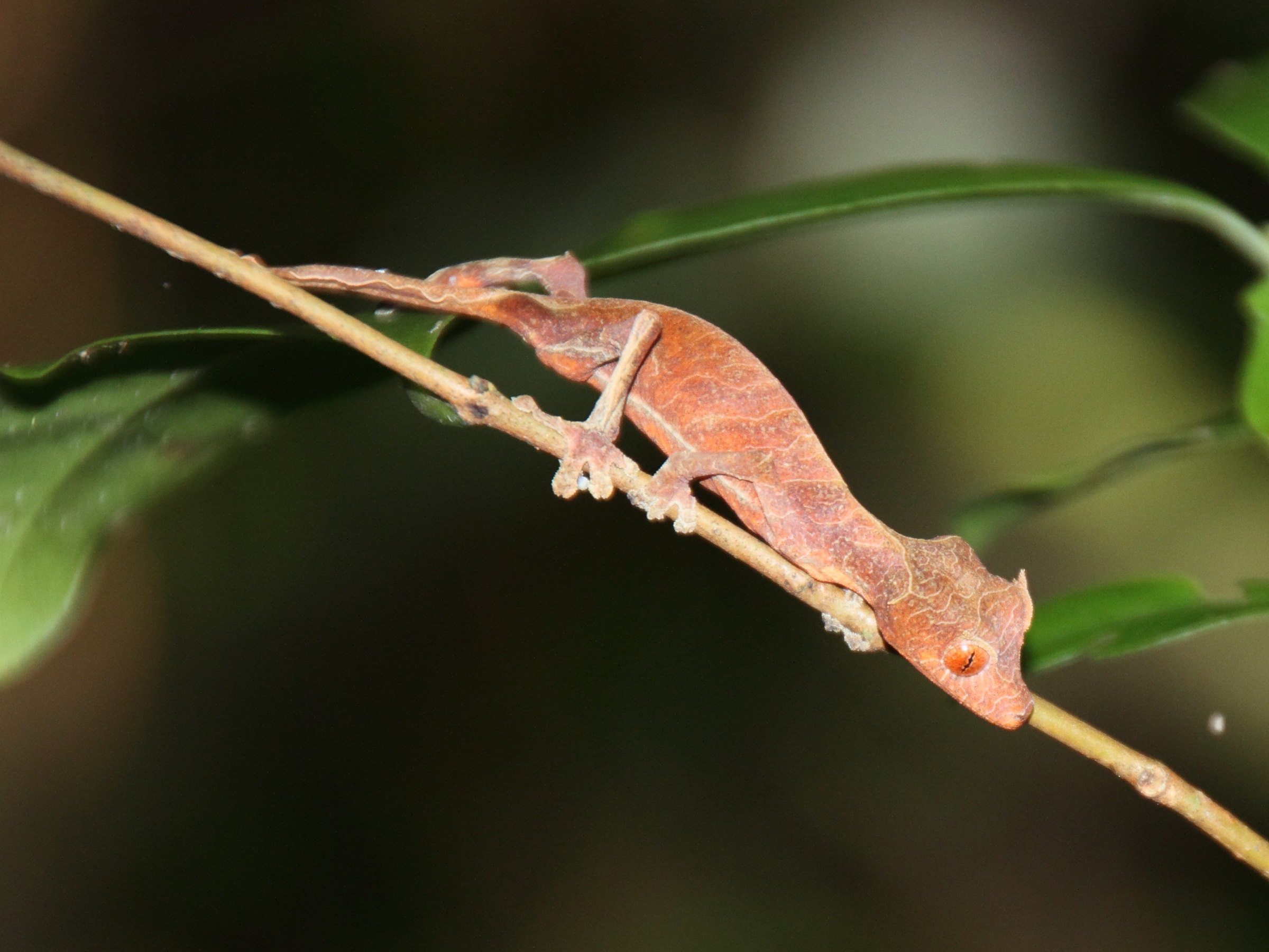 uroplatus_phantasticus1md