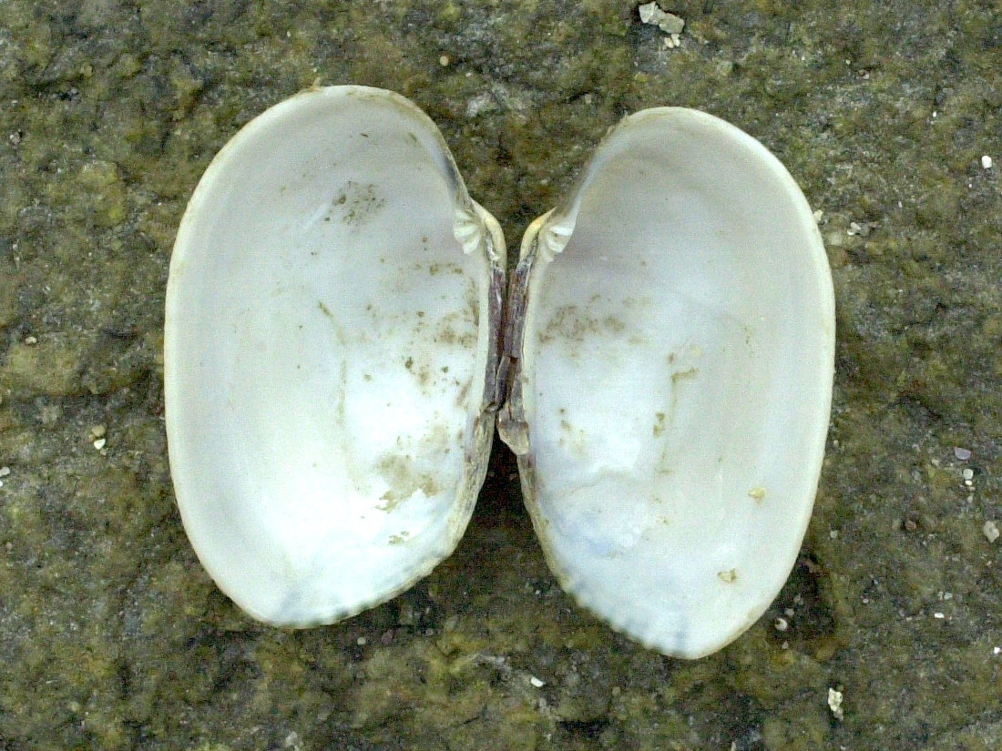 Afficher le média venerupis_senegalensis4md venerupis_senegalensis4md