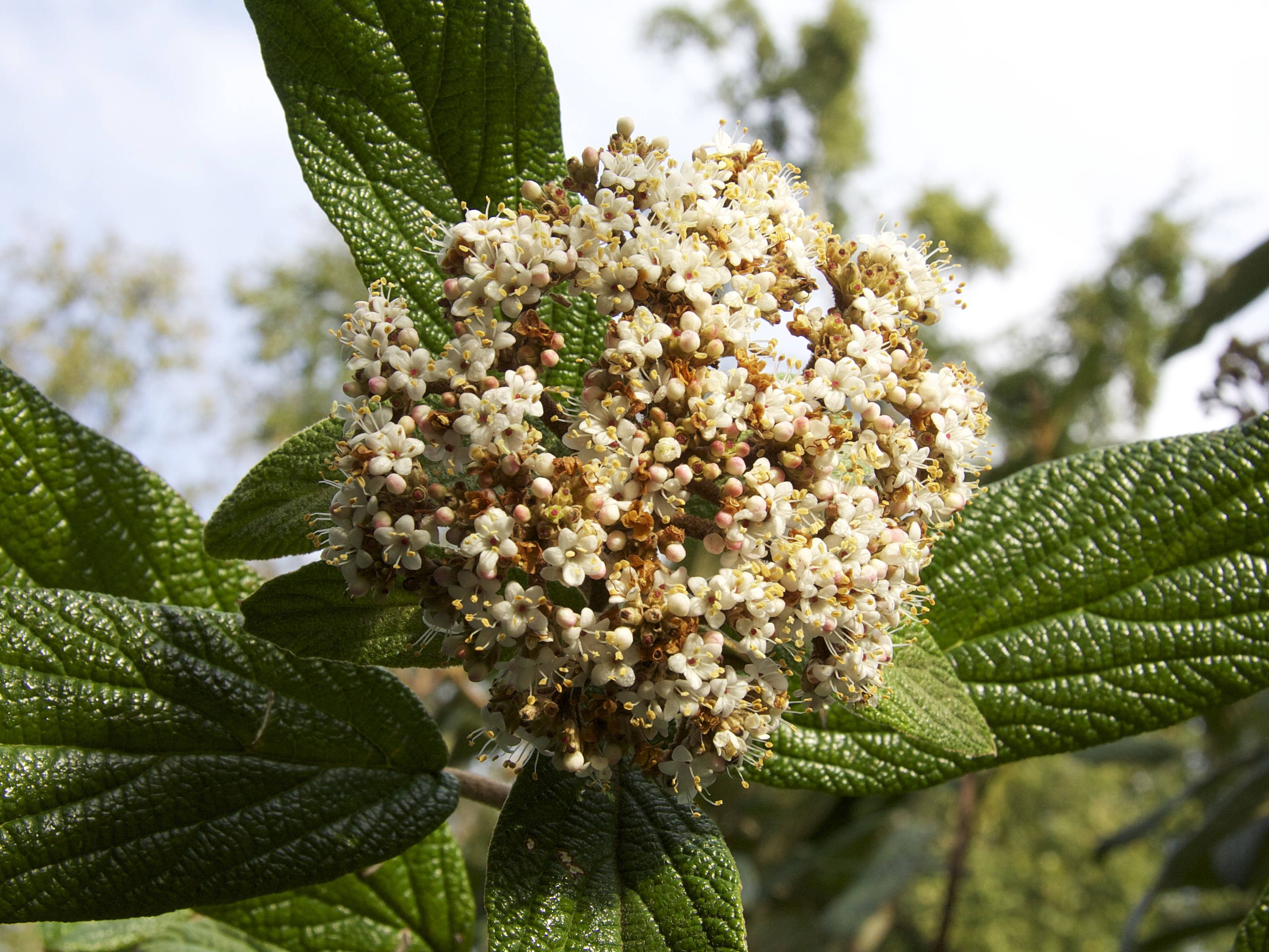 Afficher le média viburnum_rhytidophyllum2md viburnum_rhytidophyllum2md