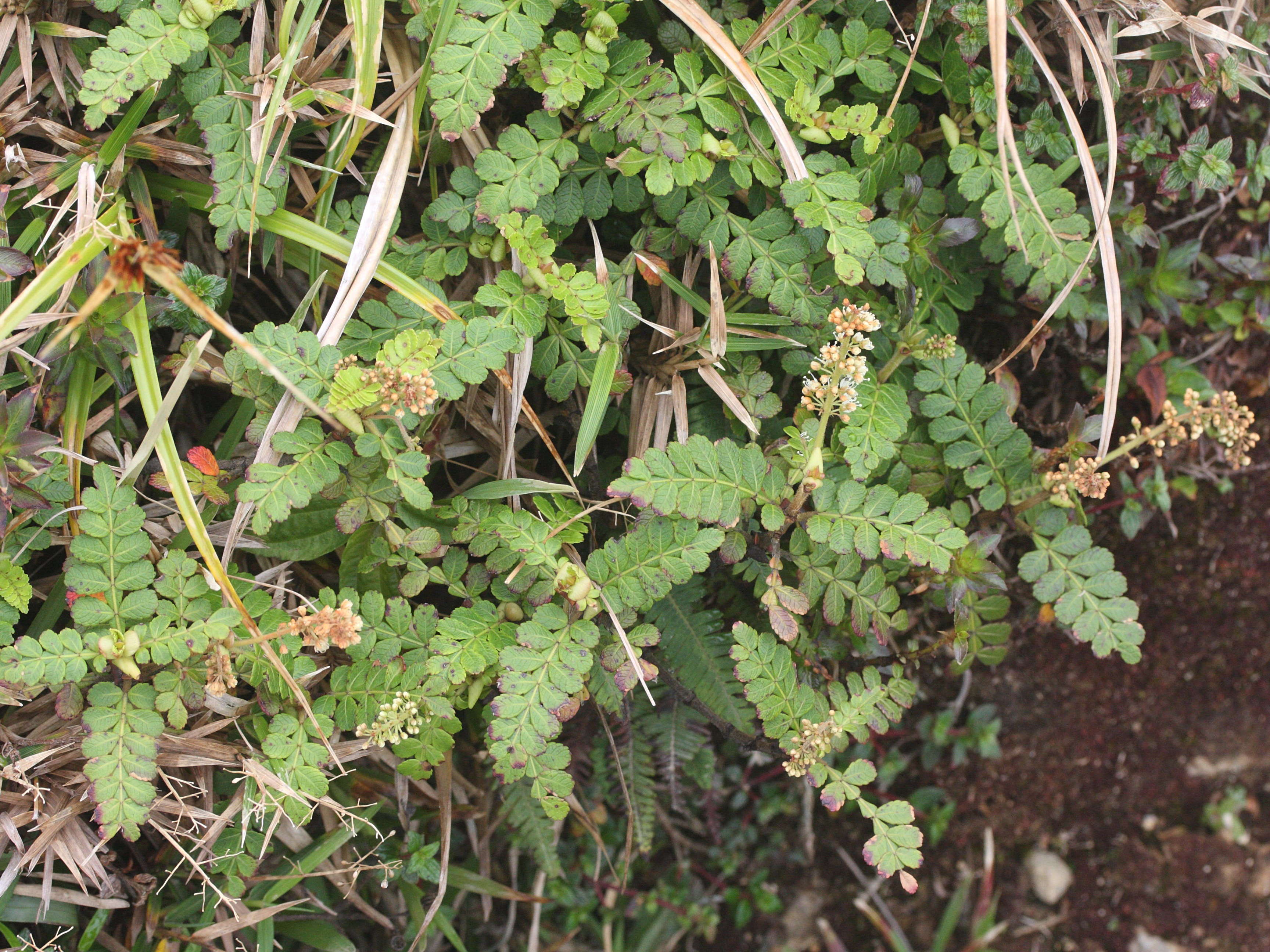 weinmannia_pinnata2md