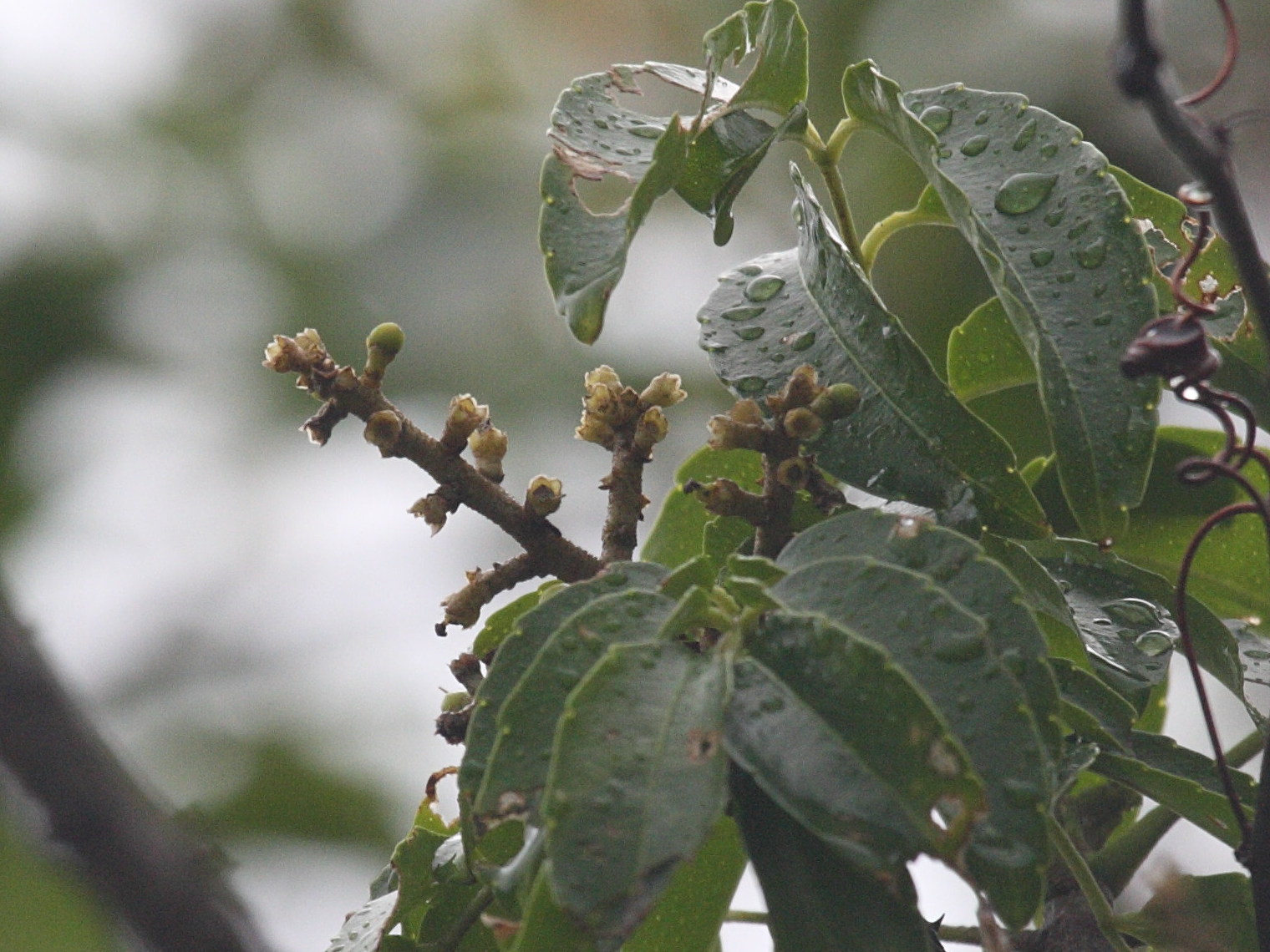 zanthoxylum_caribaeum4bd