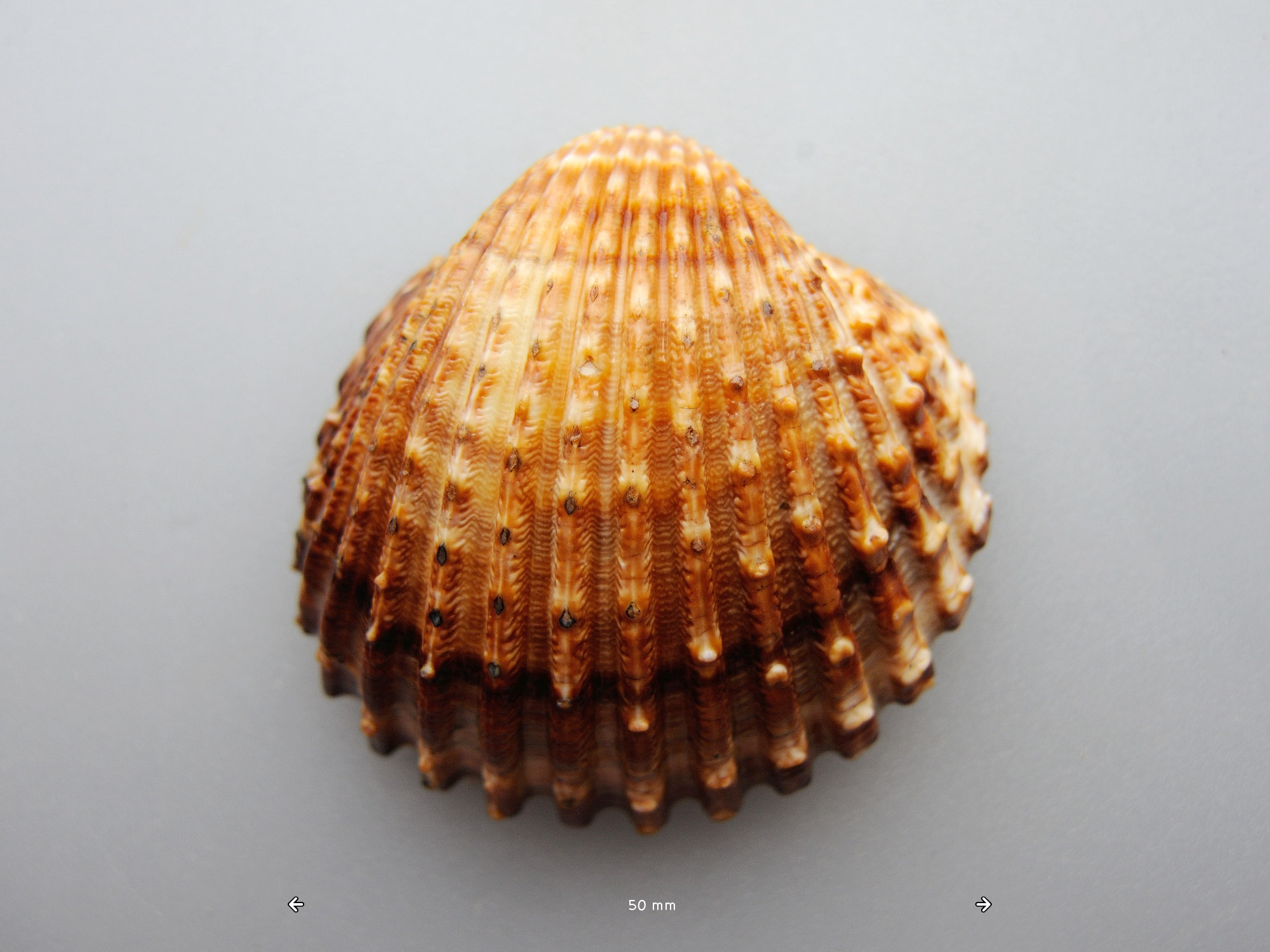 acanthocardia_tuberculata3md