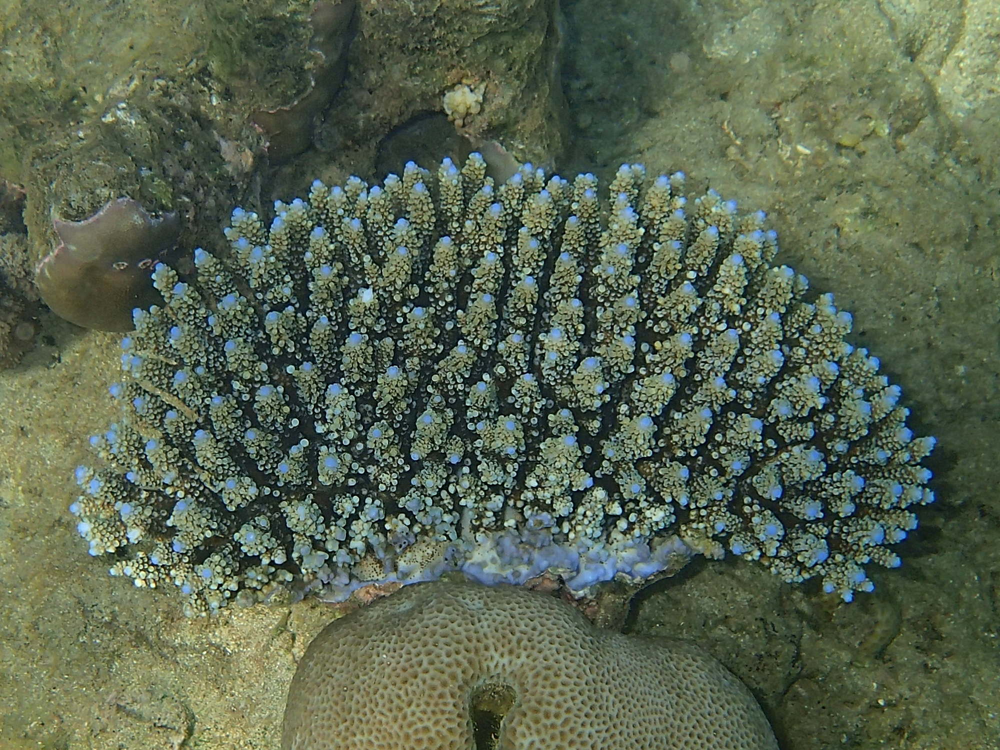 Afficher le média acropora_humilis4bd acropora_humilis4bd