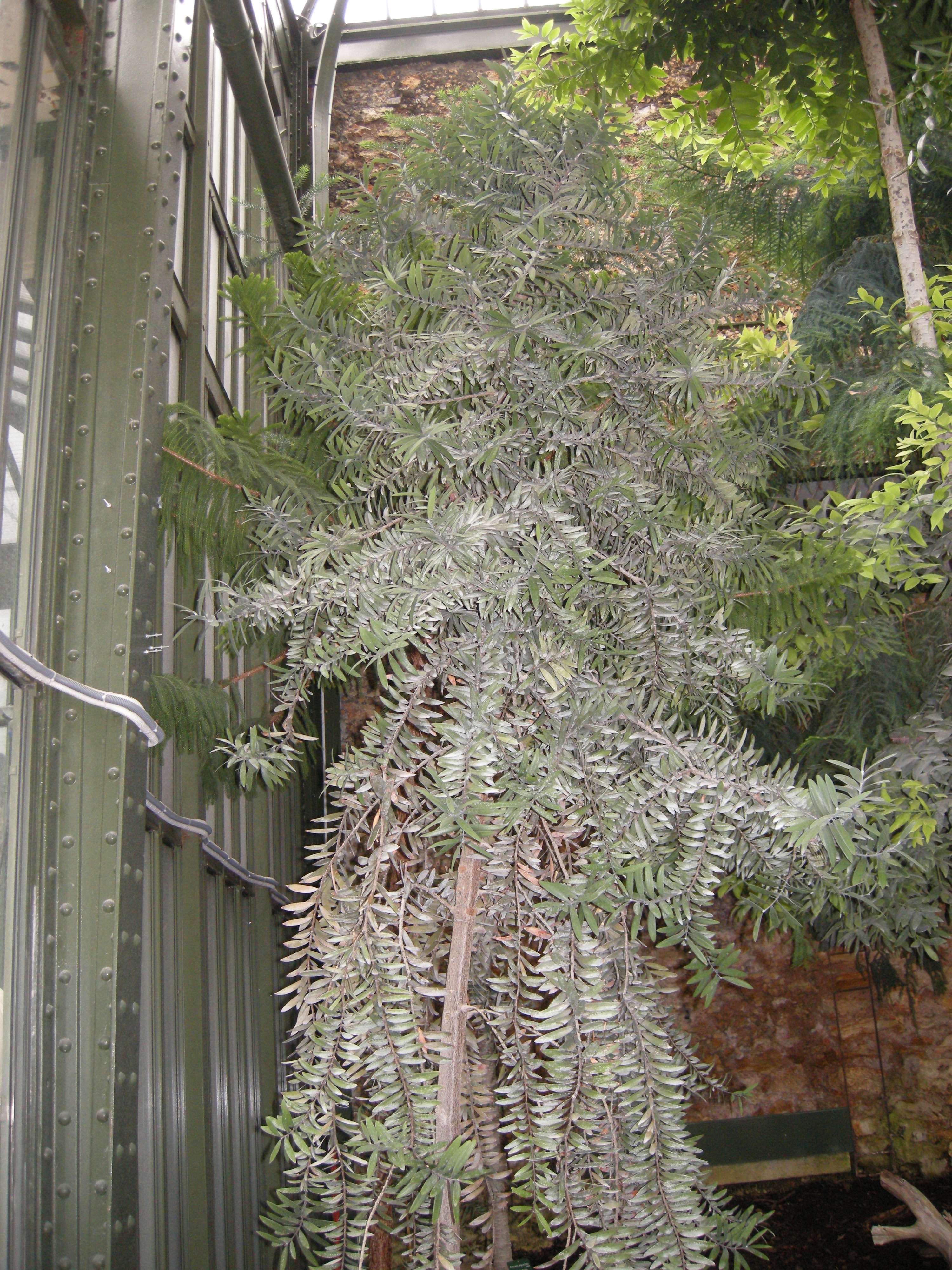 agathis_australis2md