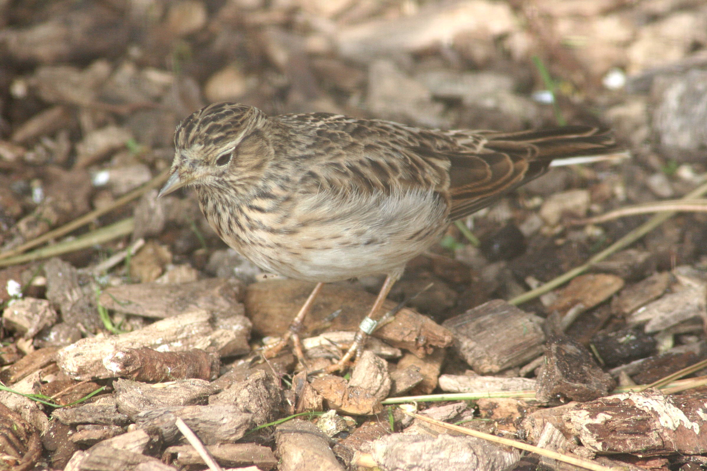 alouette_des_champs_-_alauda_arvensis2md