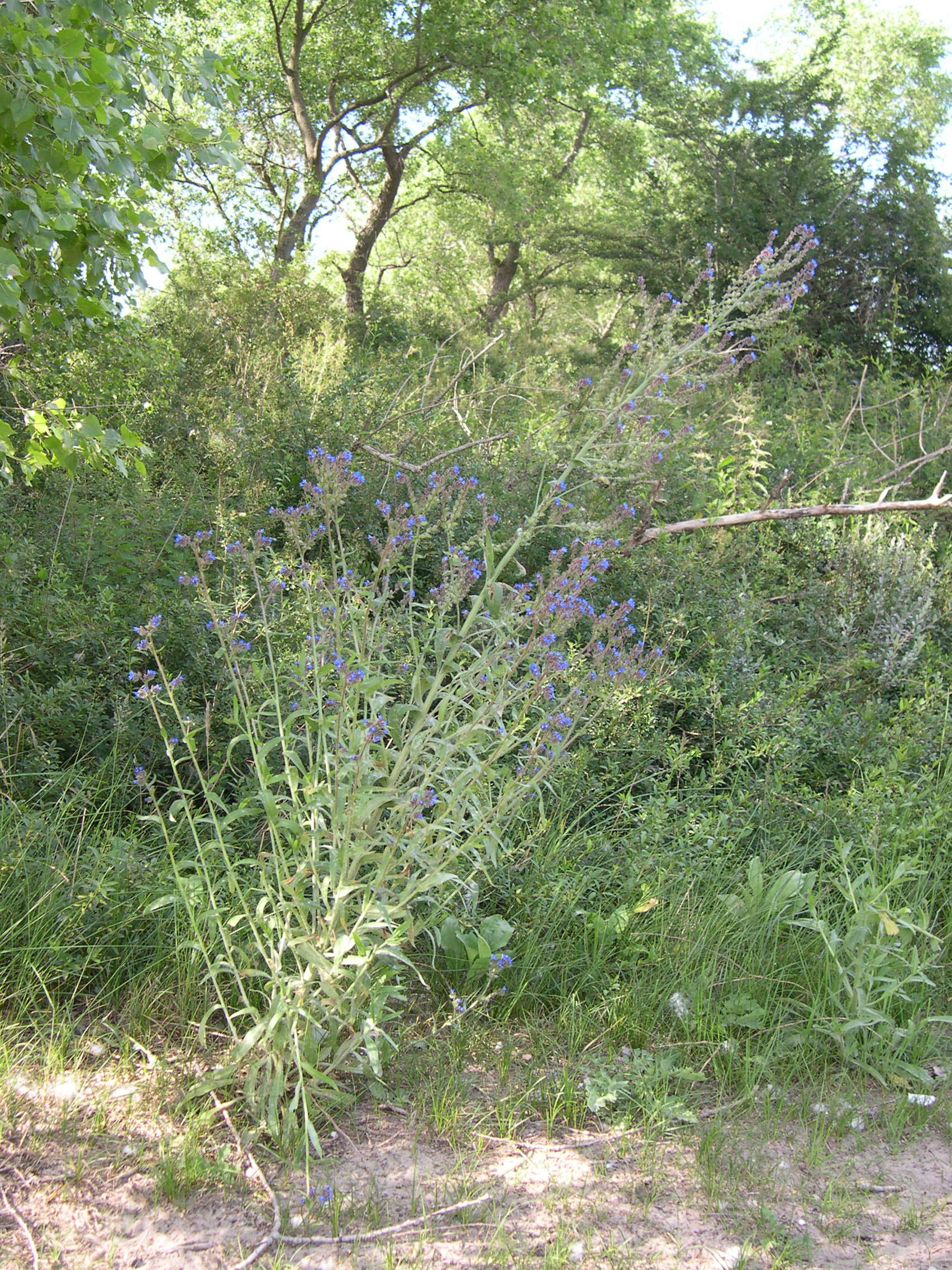 Afficher le média anchusa_officinalis2md anchusa_officinalis2md