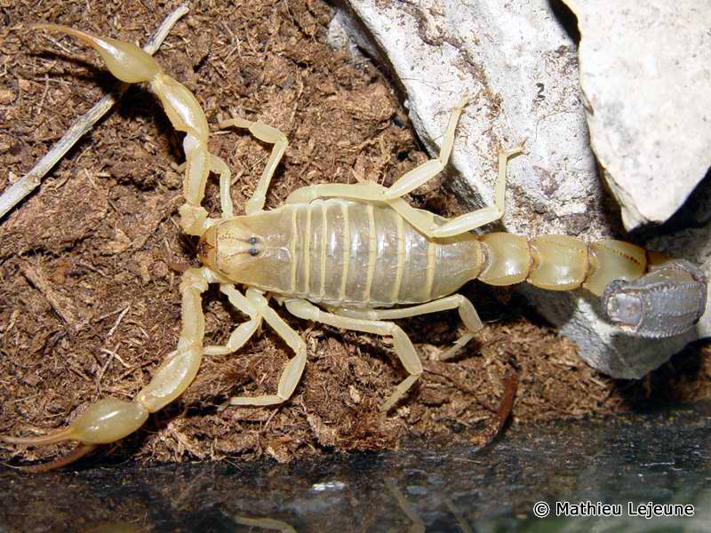 androctonus_australis5ml