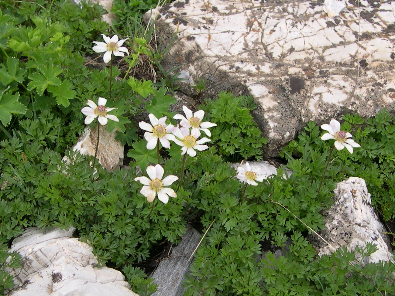 Afficher le média anemone_baldensis1md anemone_baldensis1md