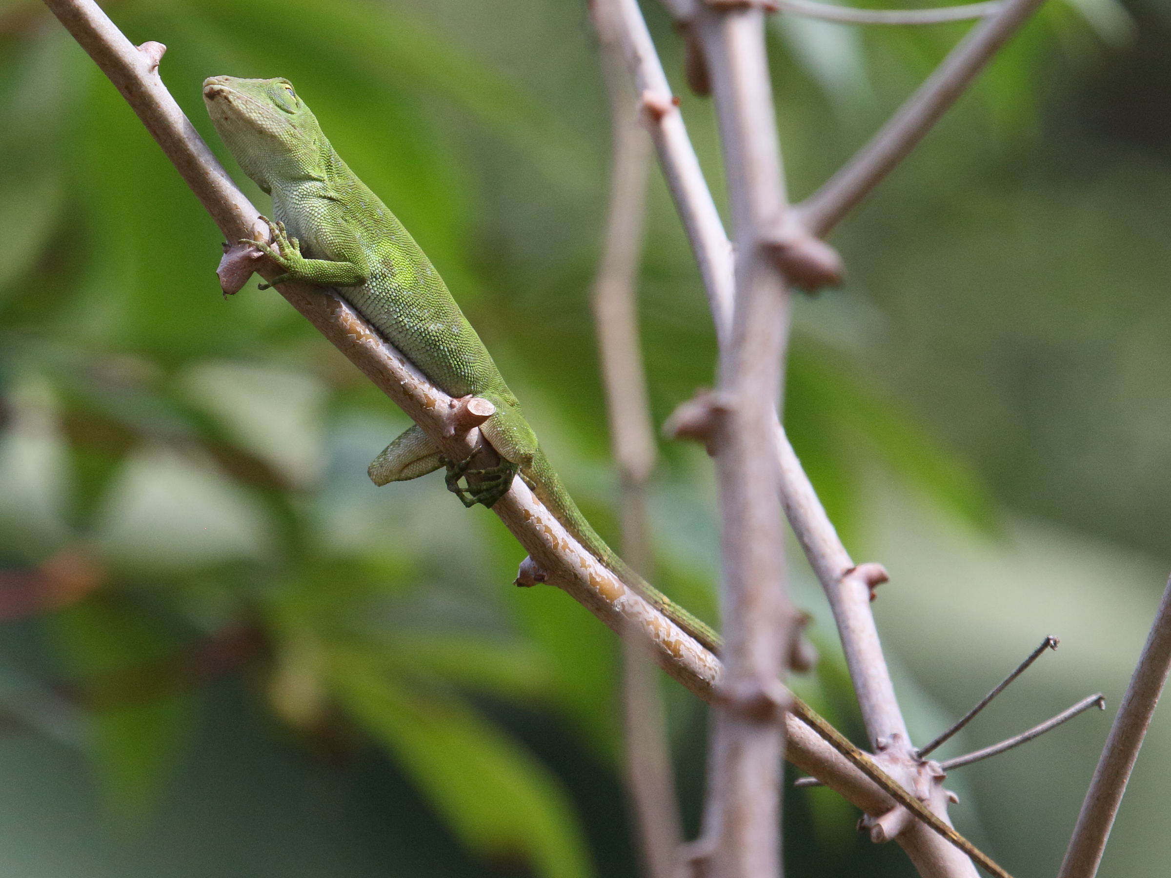 anolis_biporcatus2bd