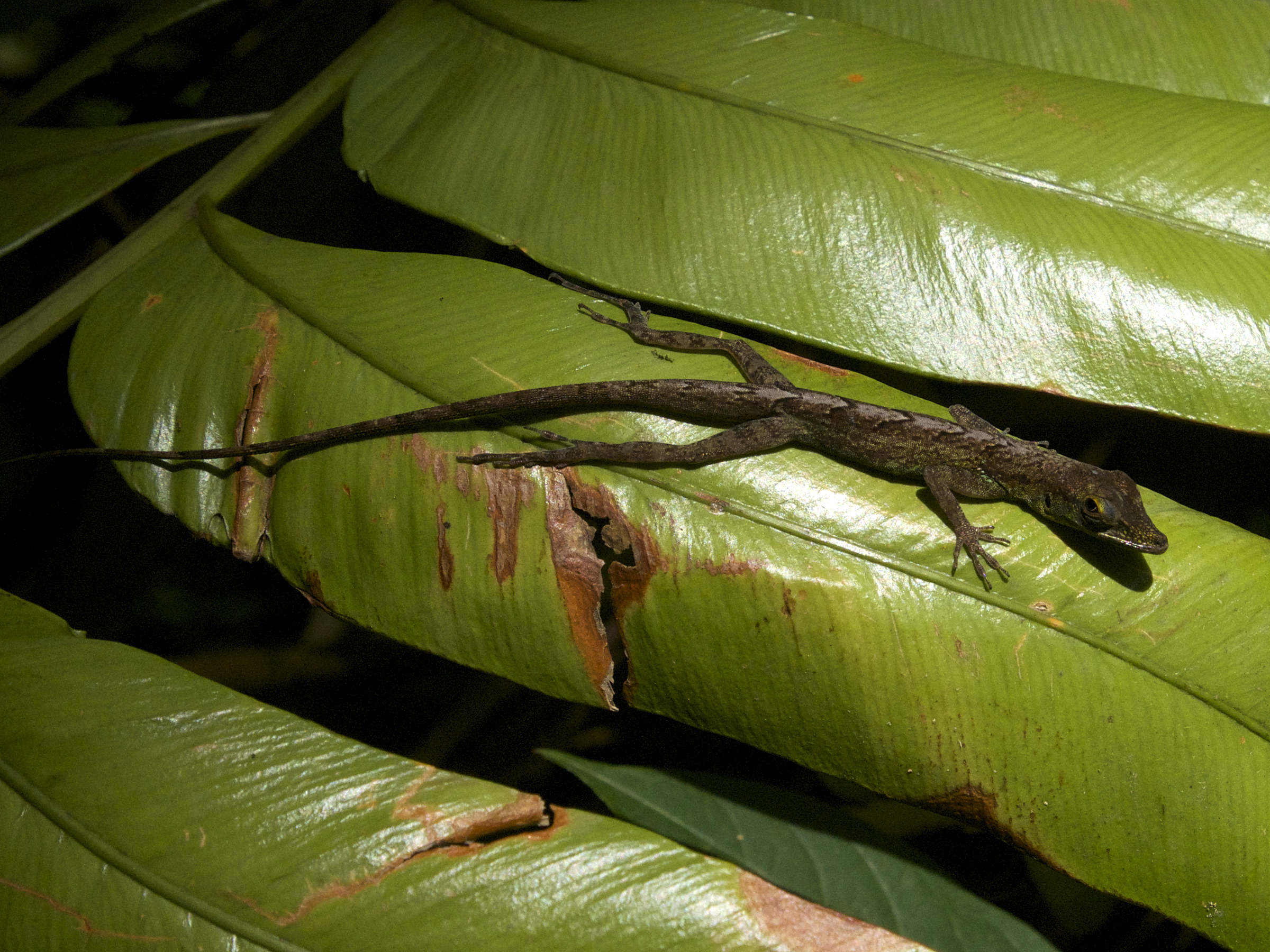 Afficher le média anolis_roquet8sd anolis_roquet8sd