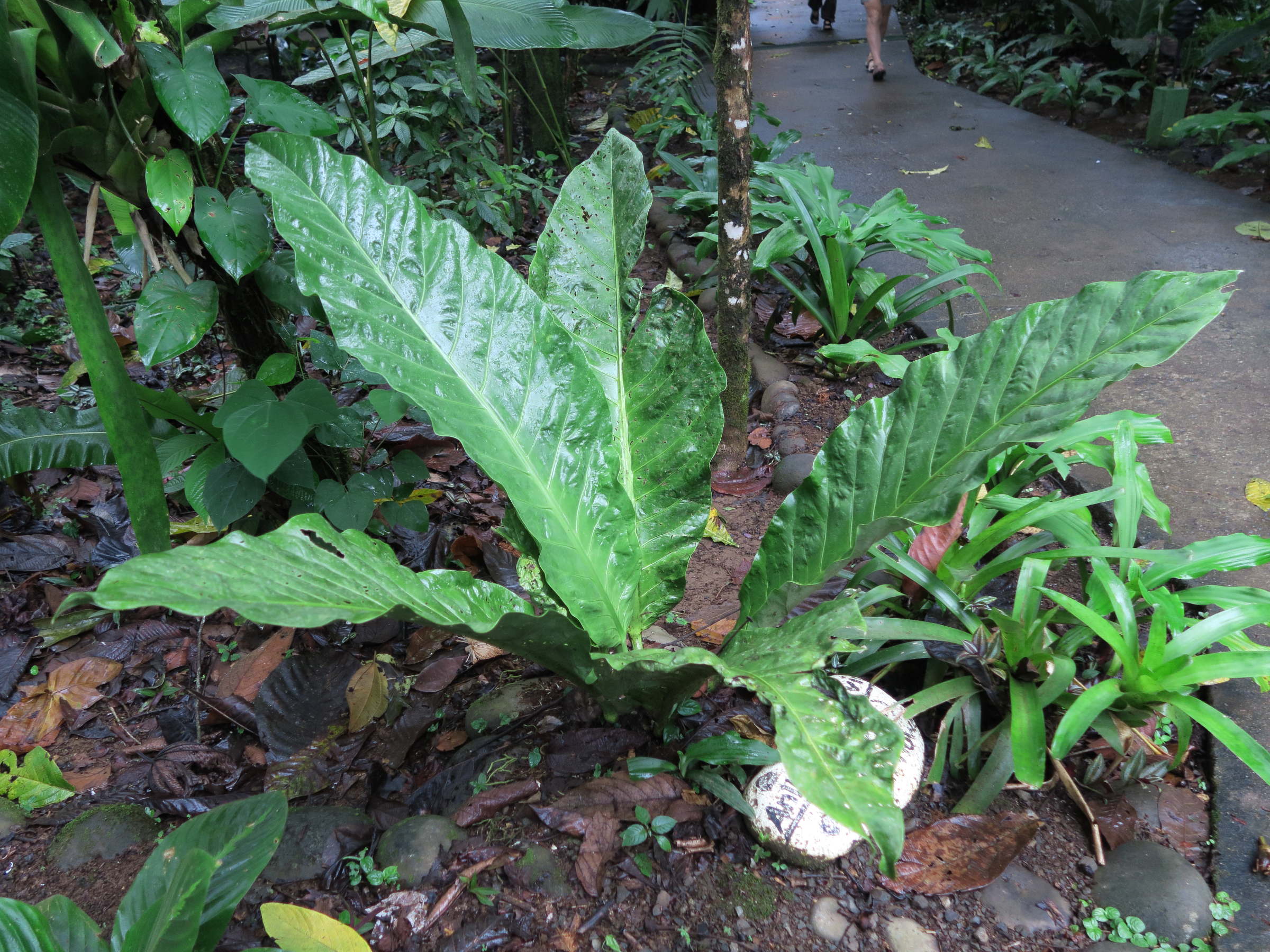 anthurium_salvinii1md