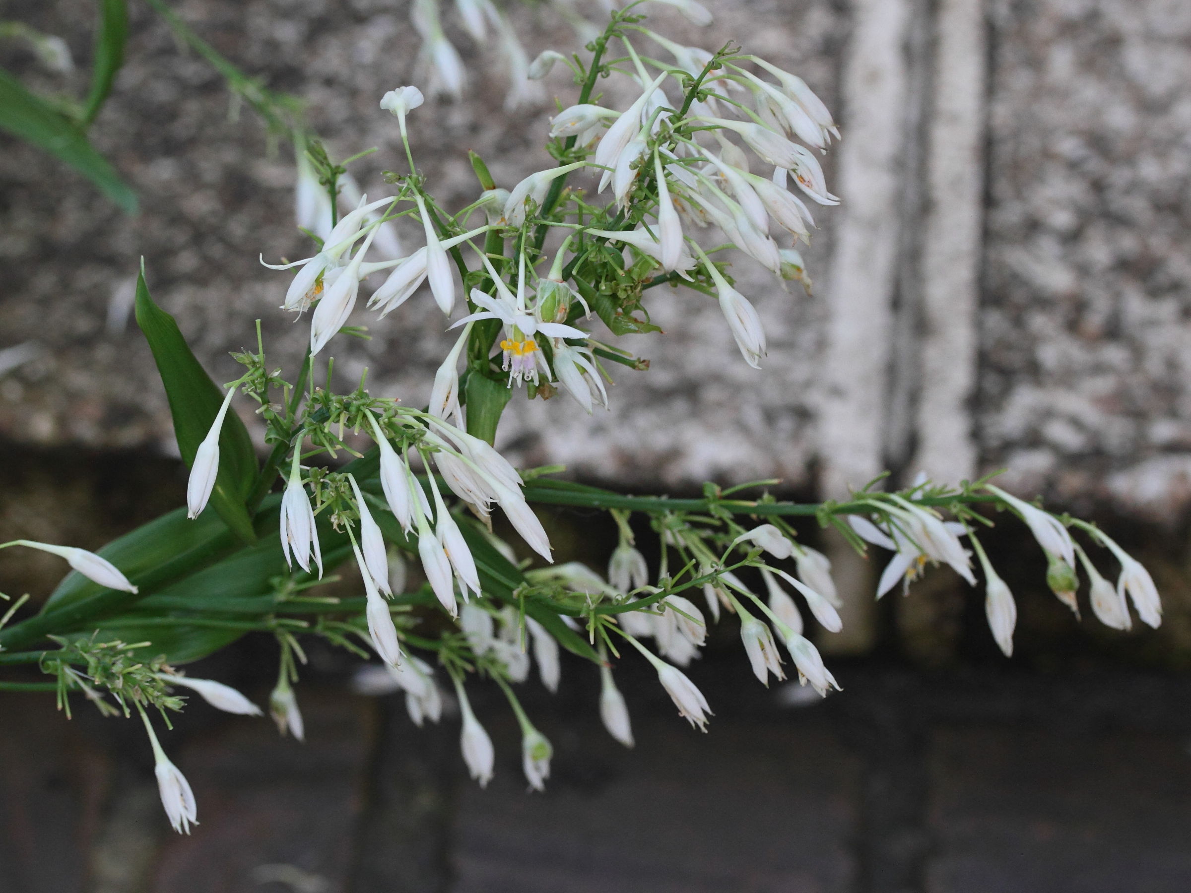 arthropodium_cirrhatum2md