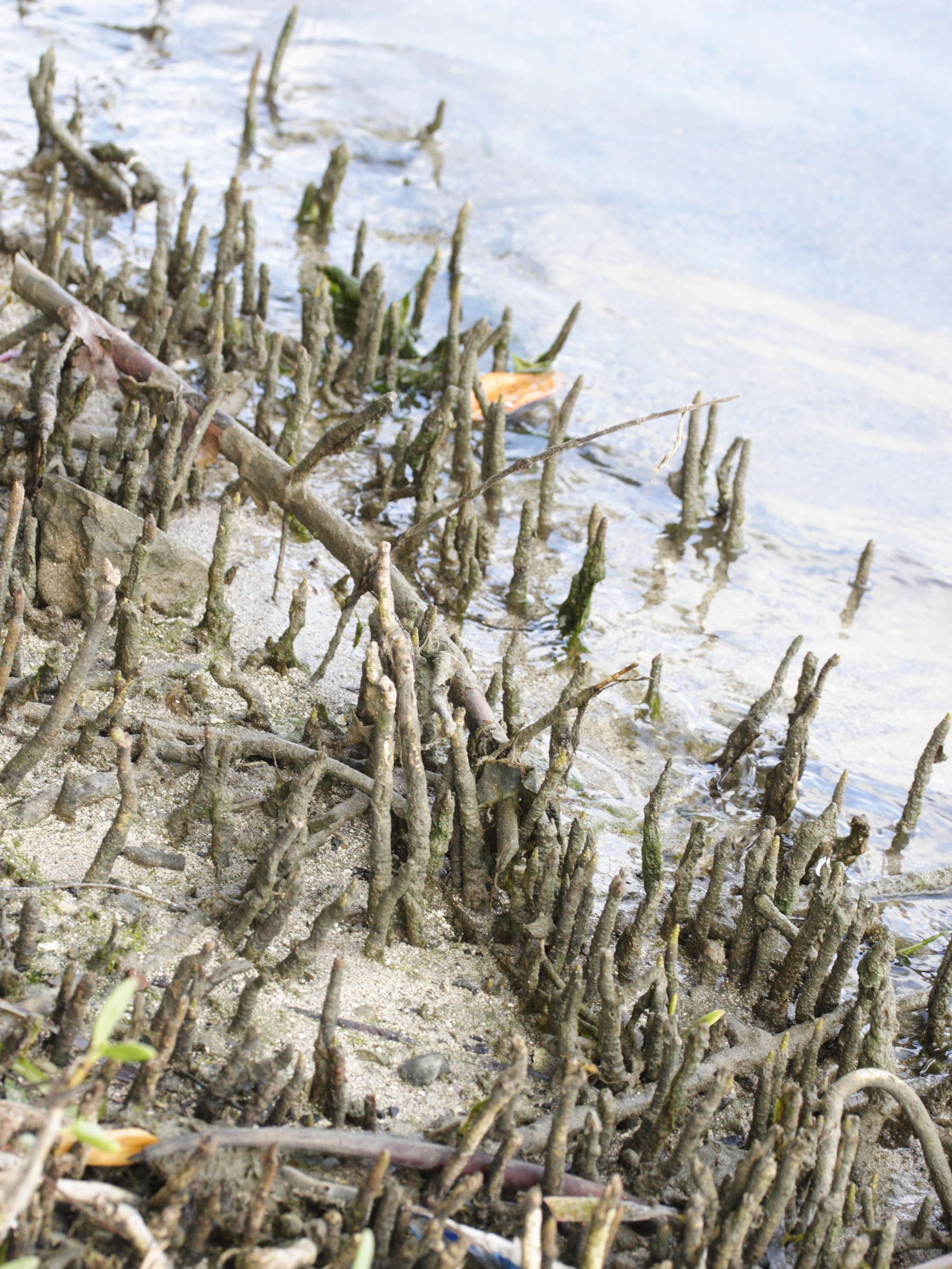 avicennia_germinans3amd