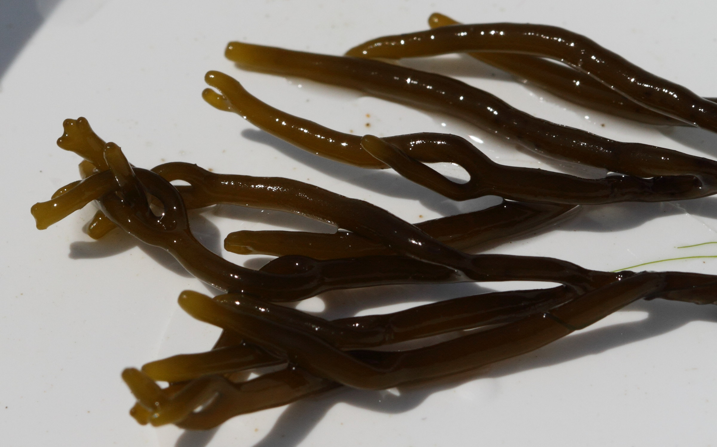 Afficher le média bifurcaria_bifurcata3md bifurcaria_bifurcata3md