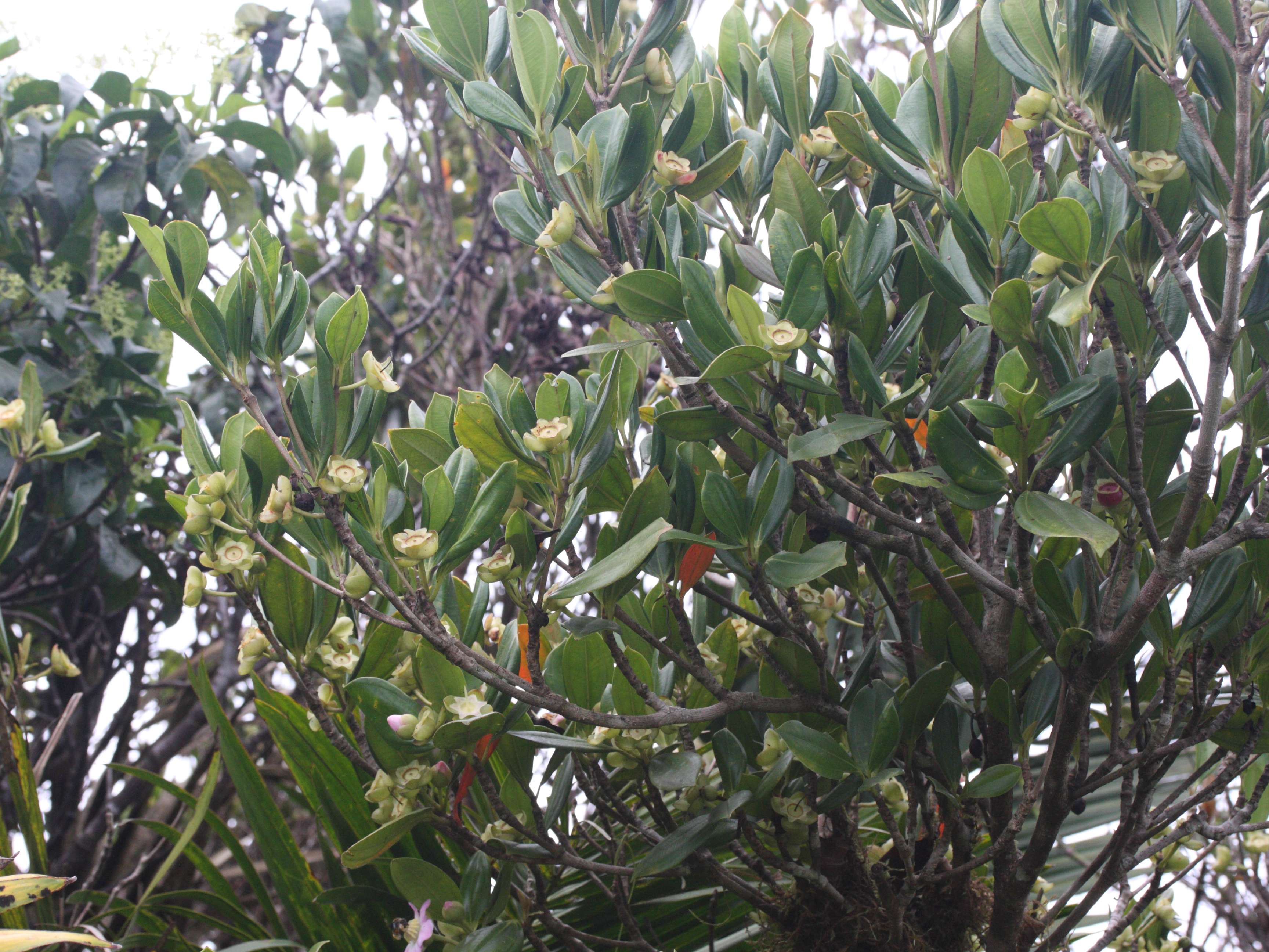 Afficher le média blakea_pulverulenta2md blakea_pulverulenta2md