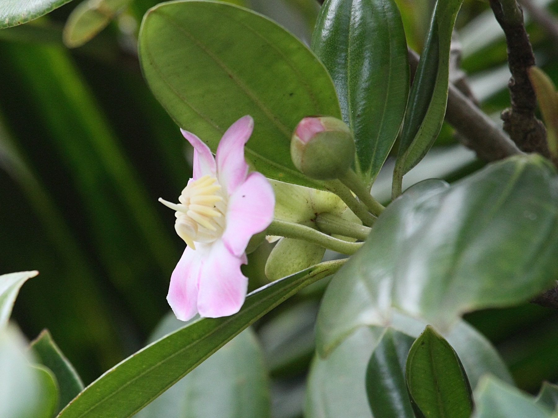 Afficher le média blakea_pulverulenta3bd blakea_pulverulenta3bd