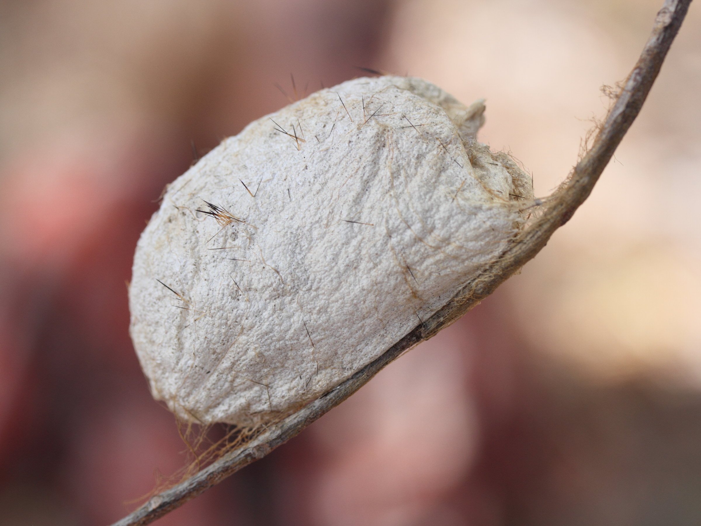 borocera_madagascariensis_chrys1md