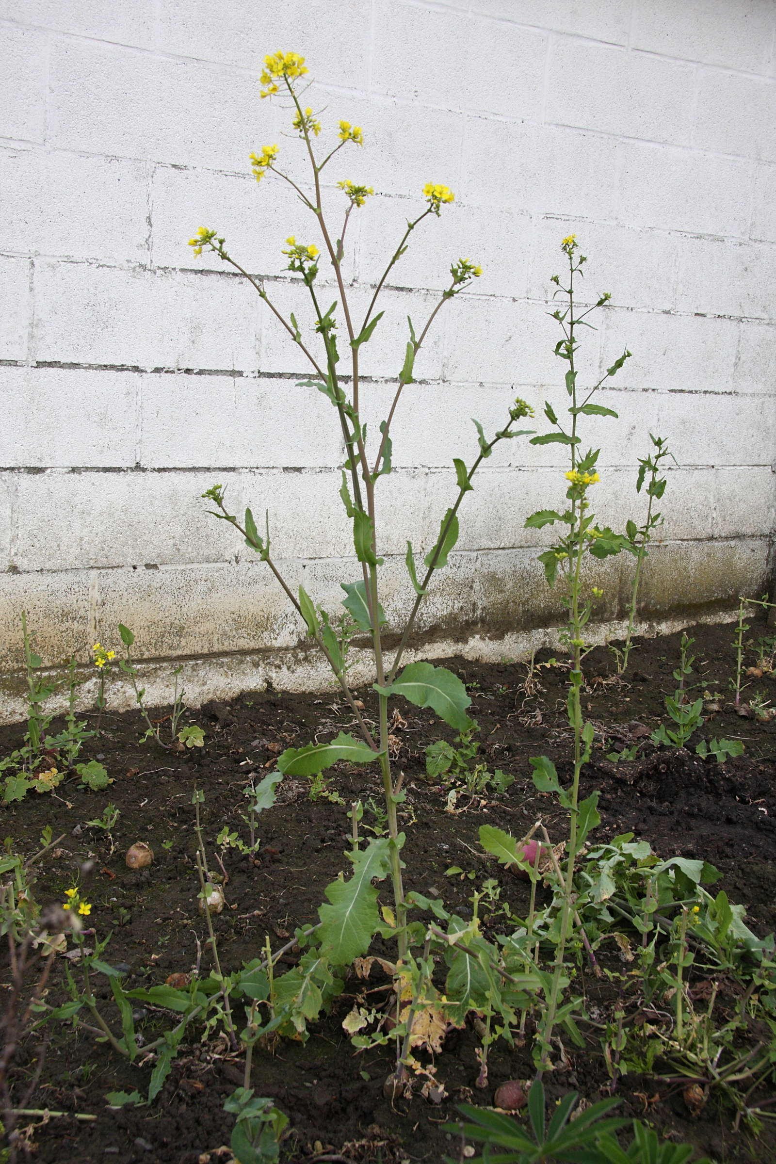 Afficher le média brassica_rapa_rapa1md brassica_rapa_rapa1md