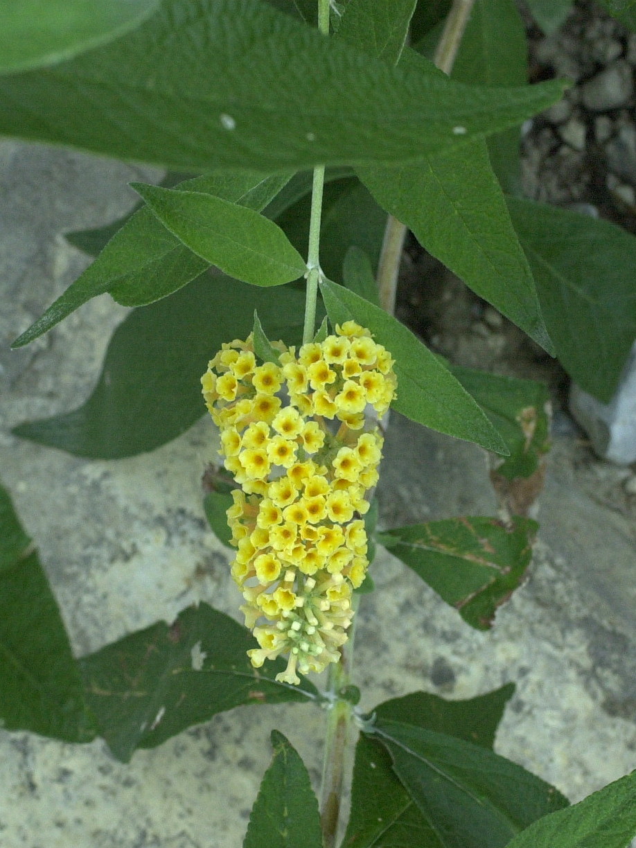 Afficher le média Buddleia_x weyeriana Buddleia_x weyeriana