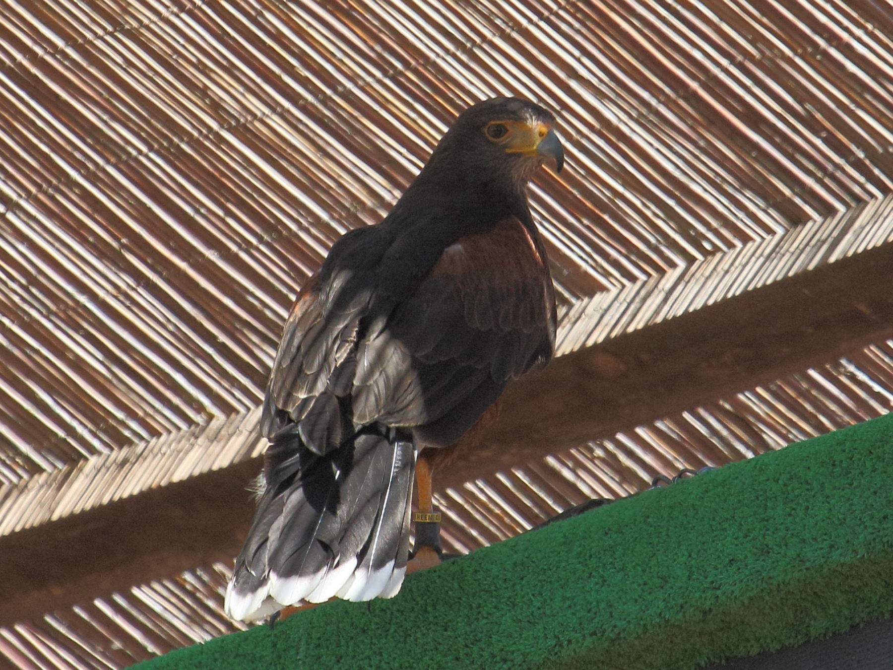 buse_de_harris_-_parabuteo_unicinctus2bd