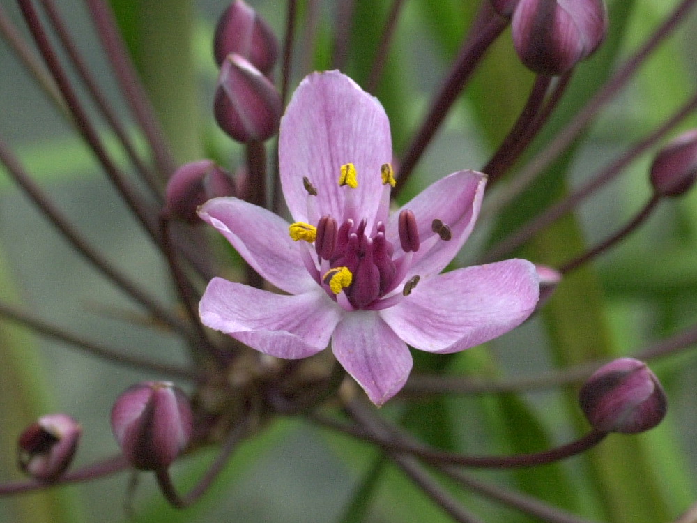 butomus_umbellatus3md